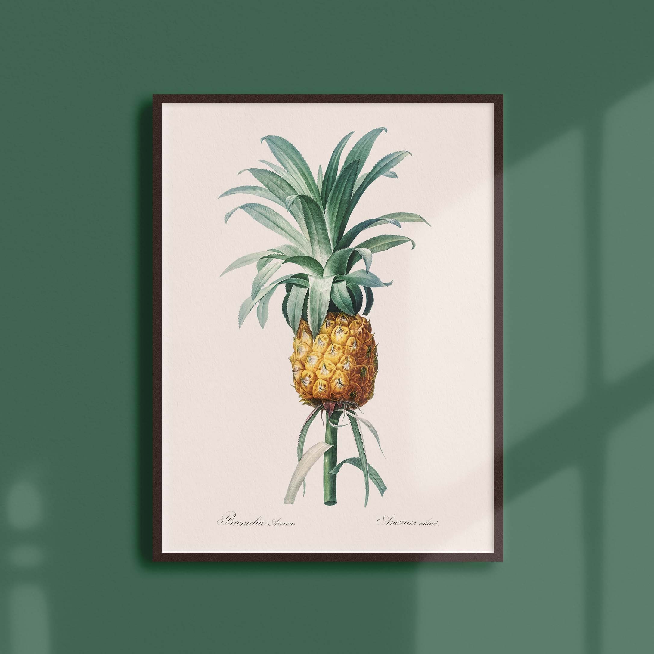 Affiche Botanique Vintage - Ananas Cultivé
