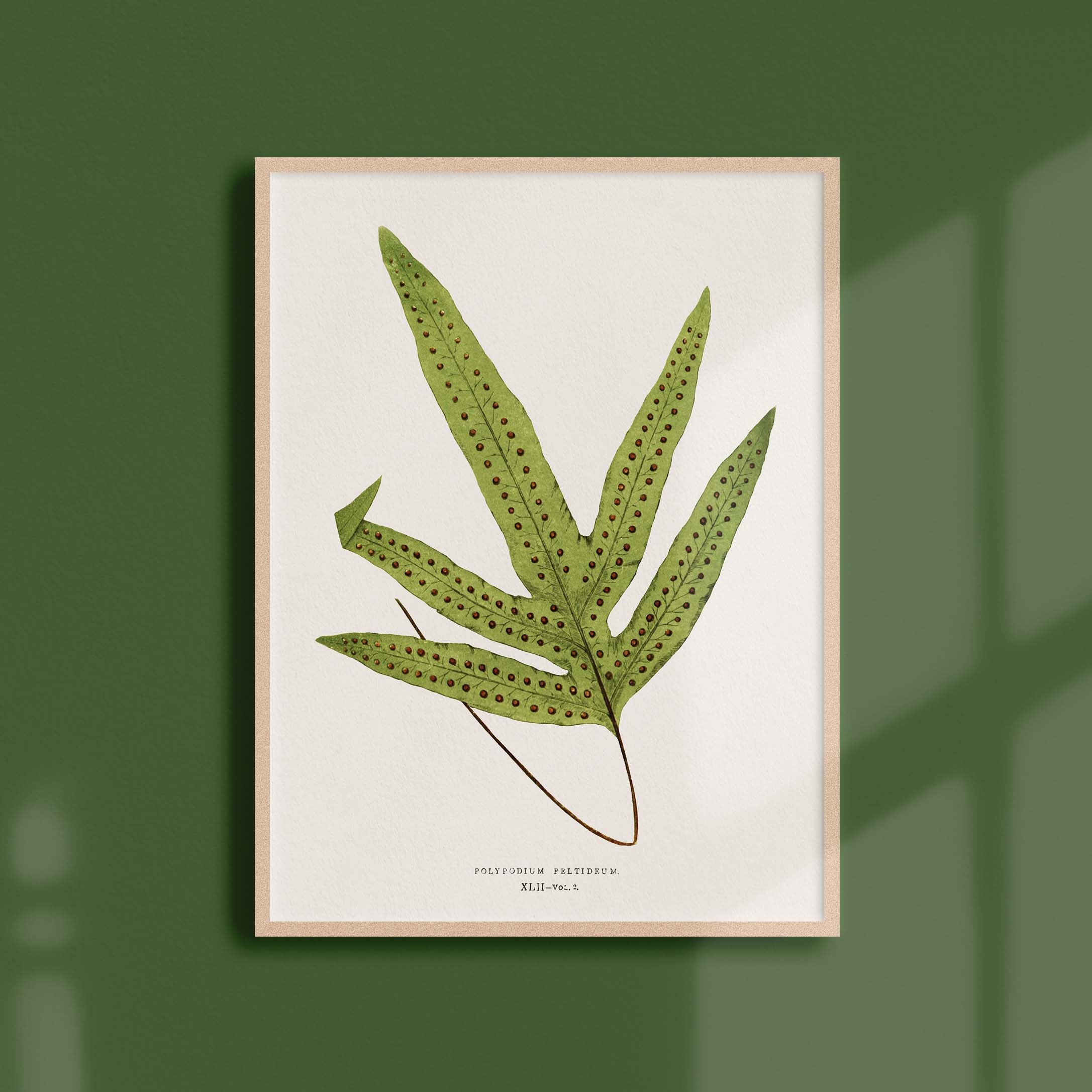 Affiche Botanique Vintage - Fougère Polypodium Peltideum