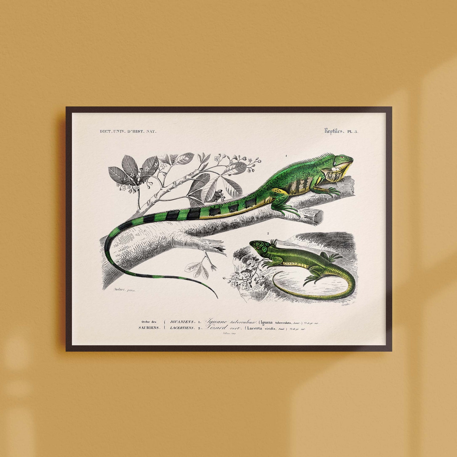 Vintage naturalist poster Zoology The iguana and the Etsy