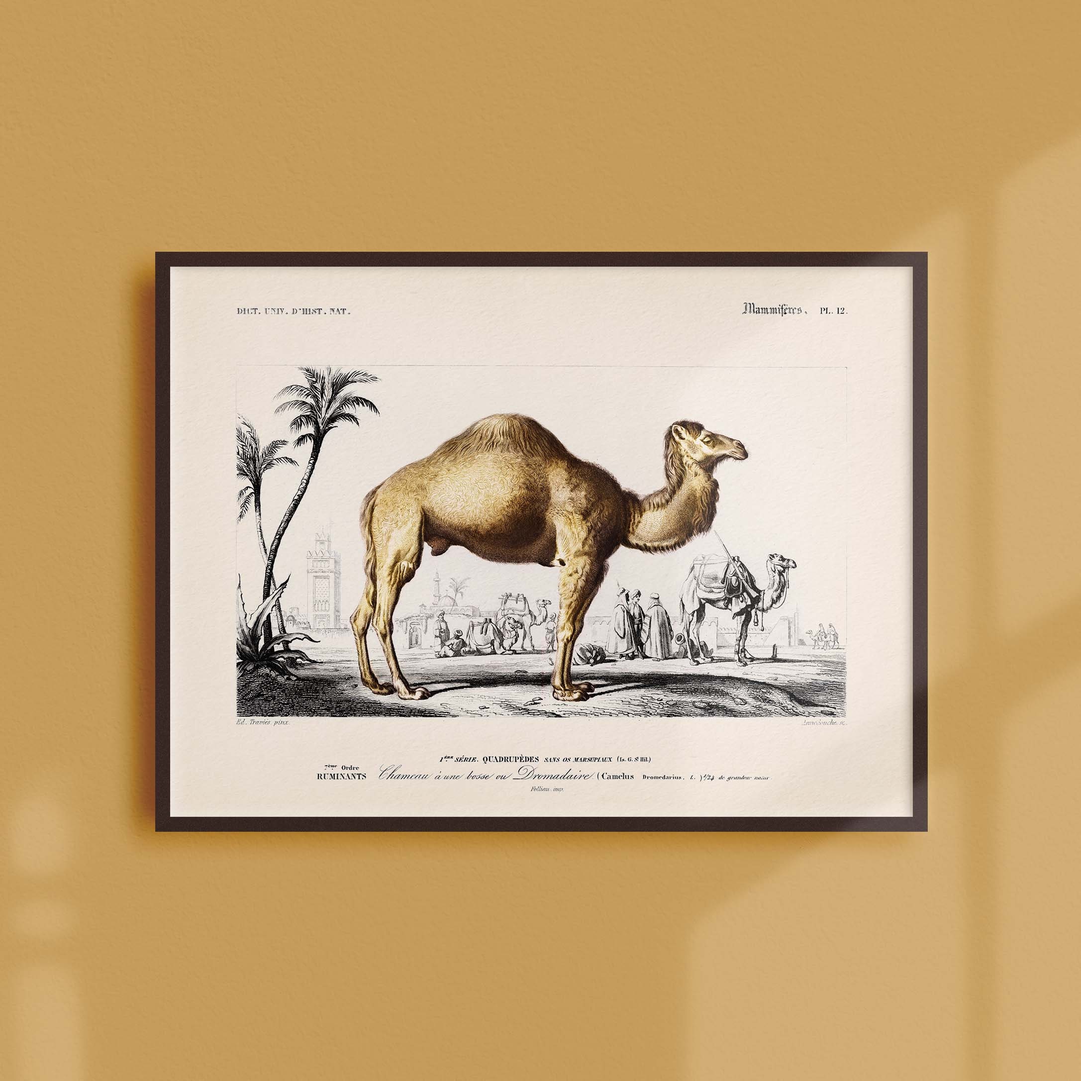 Affiche Naturaliste Vintage - Zoologie Le Chameau à Une Bosse ou Dromadaire