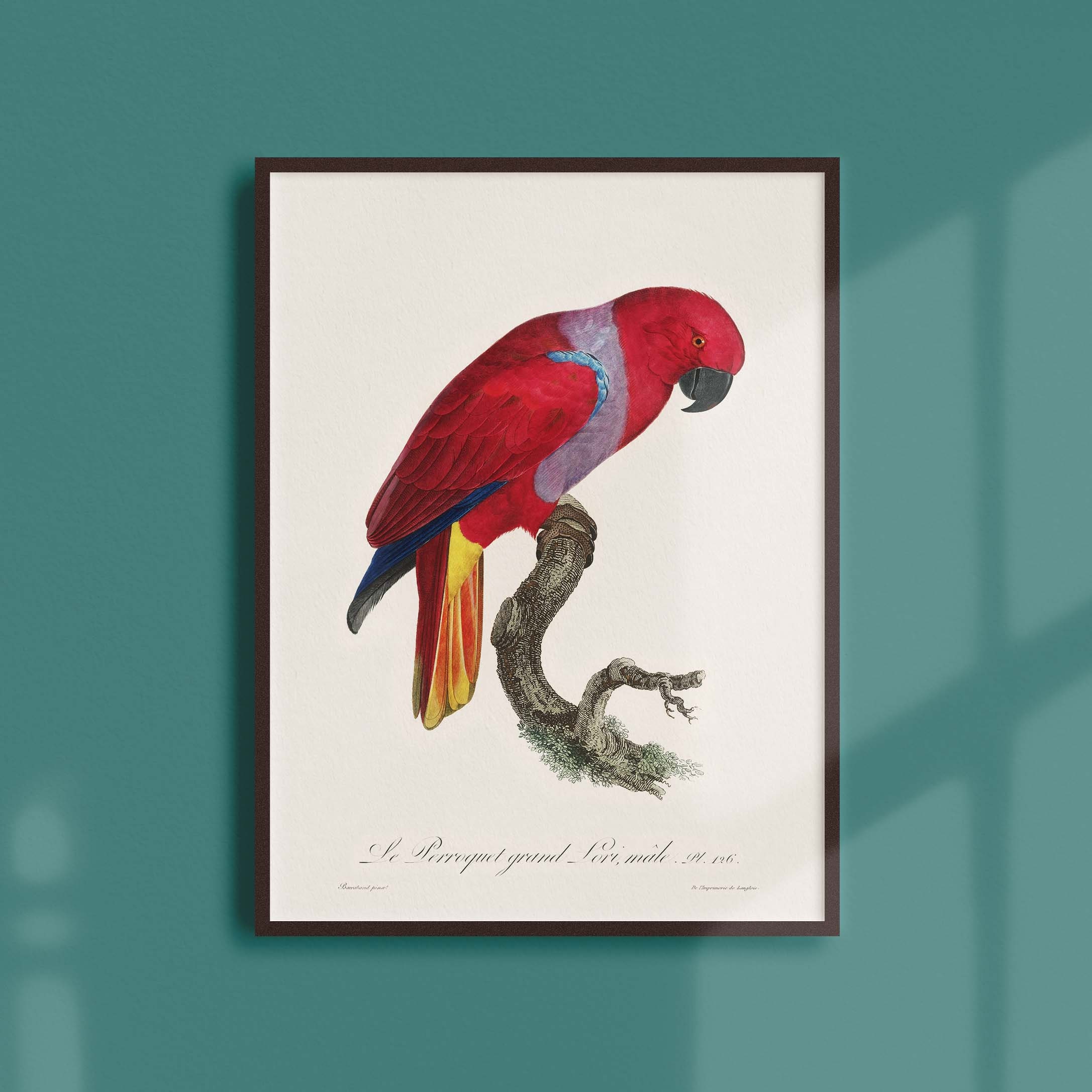 Affiche Naturaliste Vintage - Ornithologie Le Perroquet Grand Lori