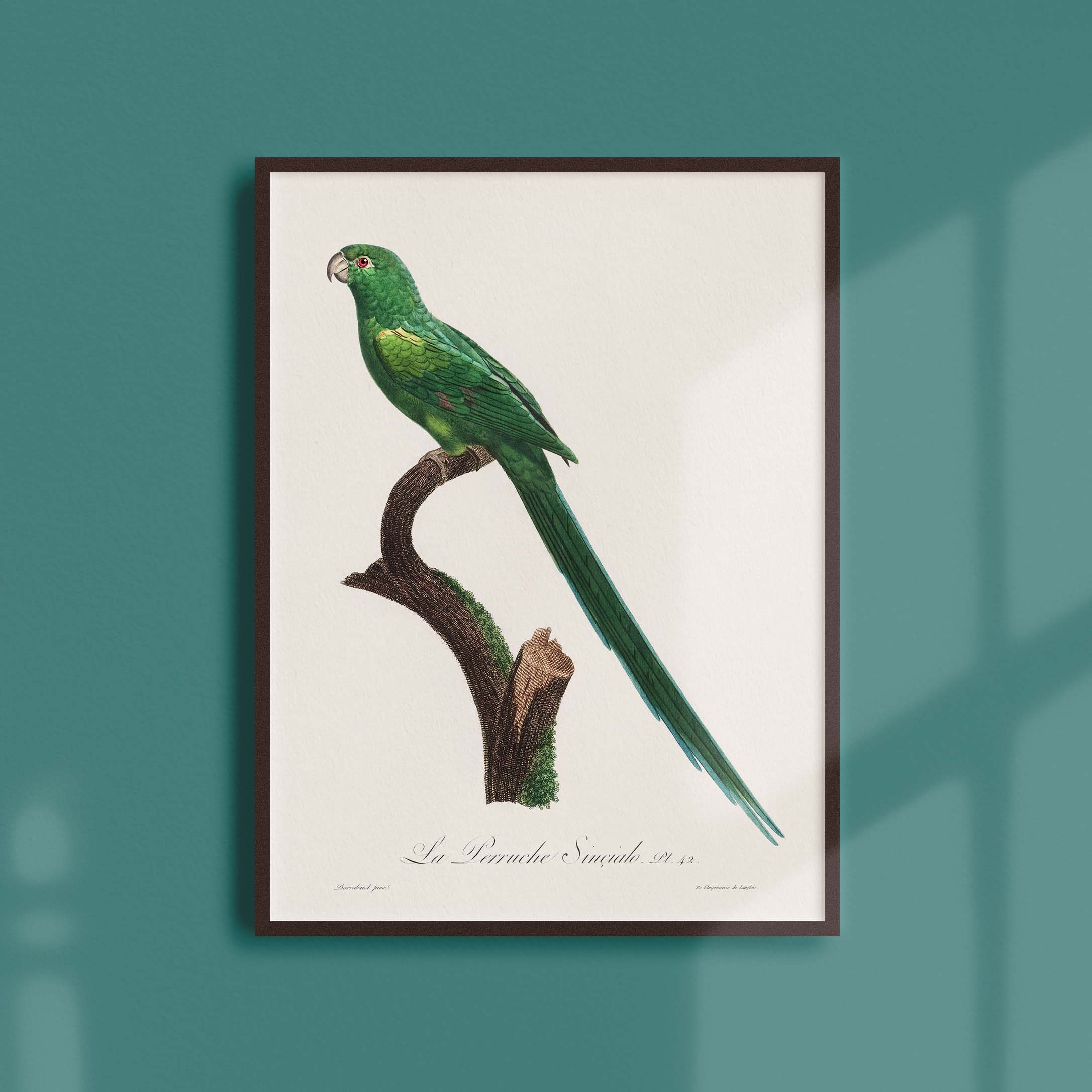 Affiche Naturaliste Vintage - Ornithologie La Perruche Sinçialo