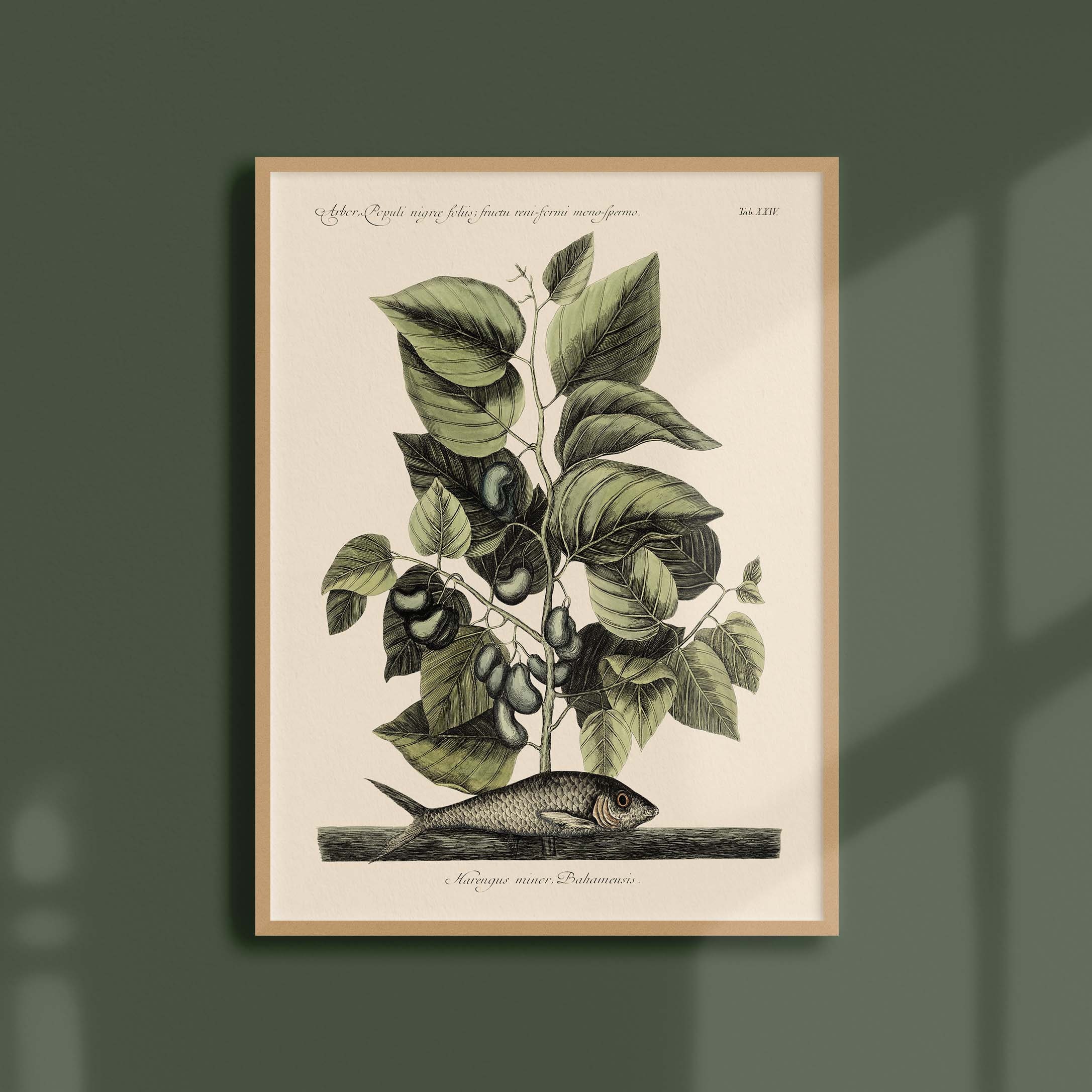 Affiche Histoire Naturelle - Pilchard