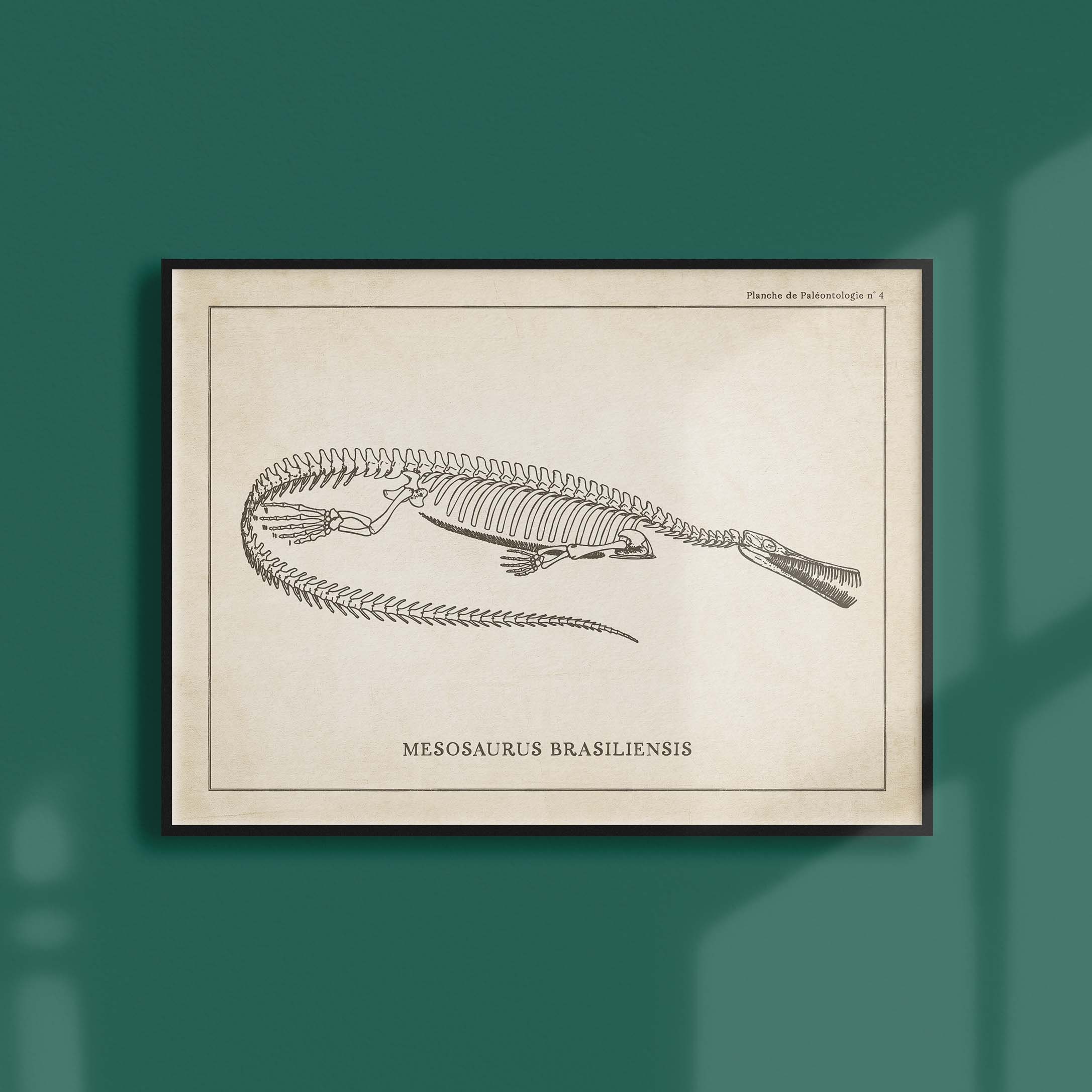 Affiche Dinosaure Vintage - Paléontologie Squelette de Mesosaure