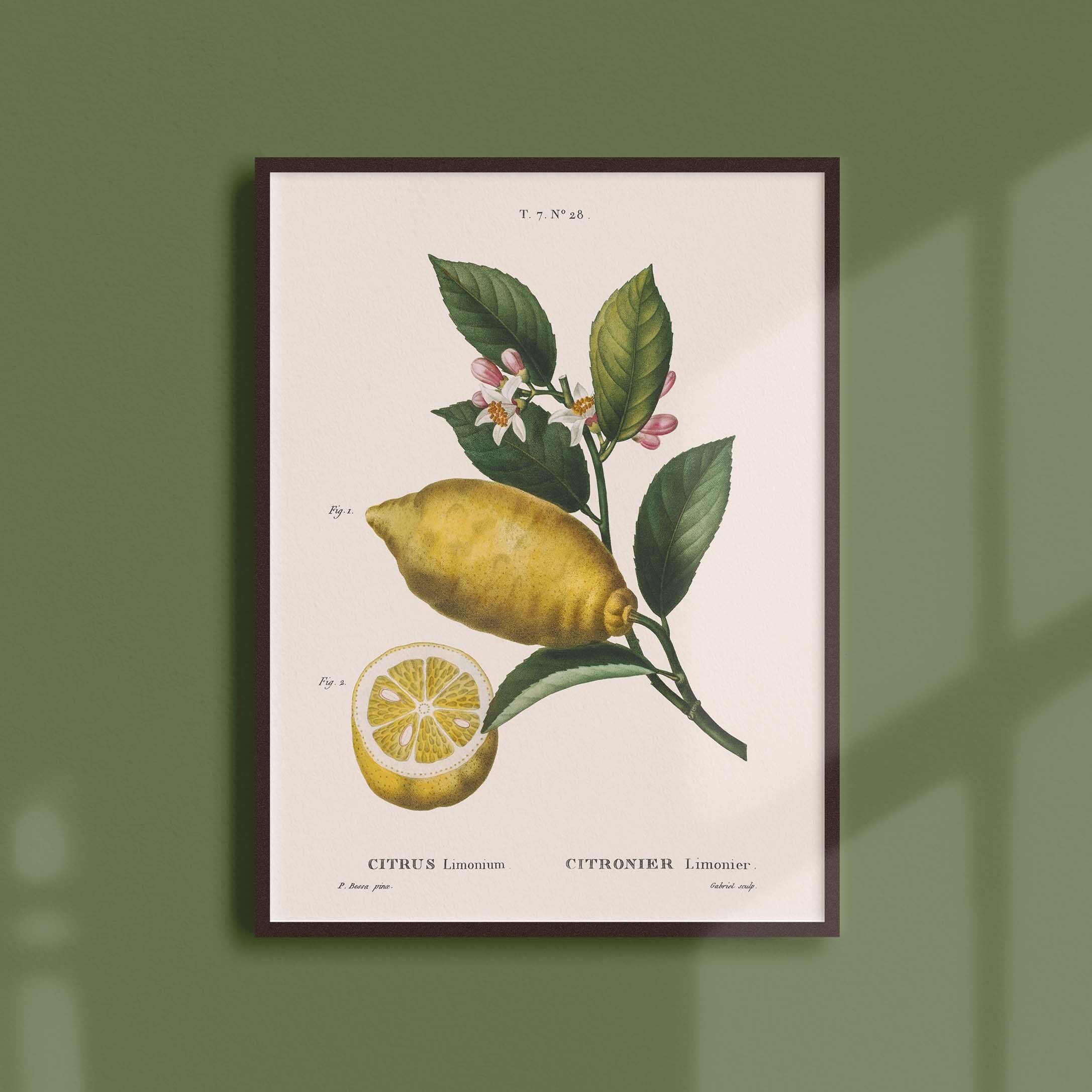 Affiche Botanique Vintage - Arbres et Arbustes Citronier Limonier