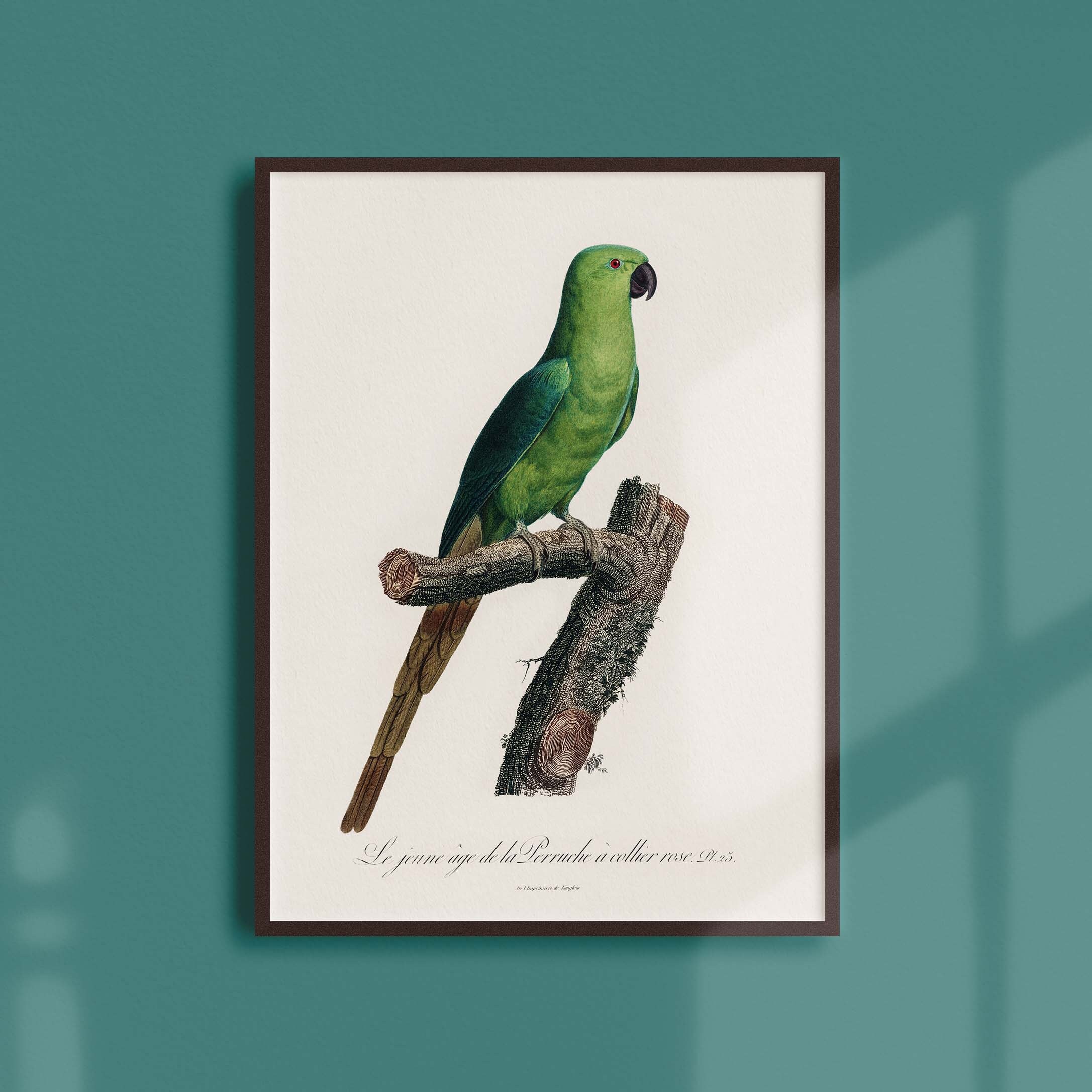 Affiche Naturaliste Vintage - Ornithologie La Perruche à Collier Rose