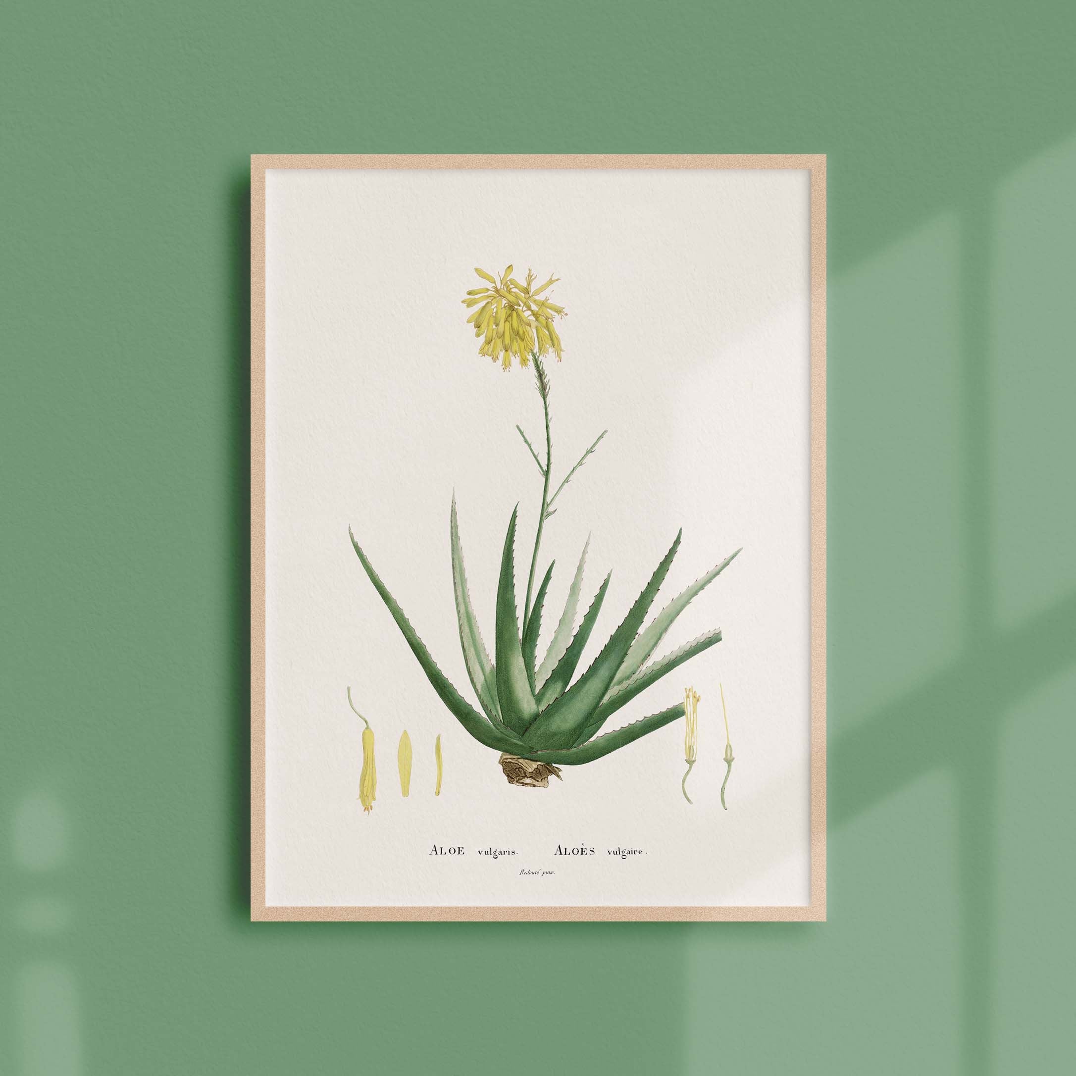 Affiche Botanique Vintage - Plante Grasse Aloe Vulgaris