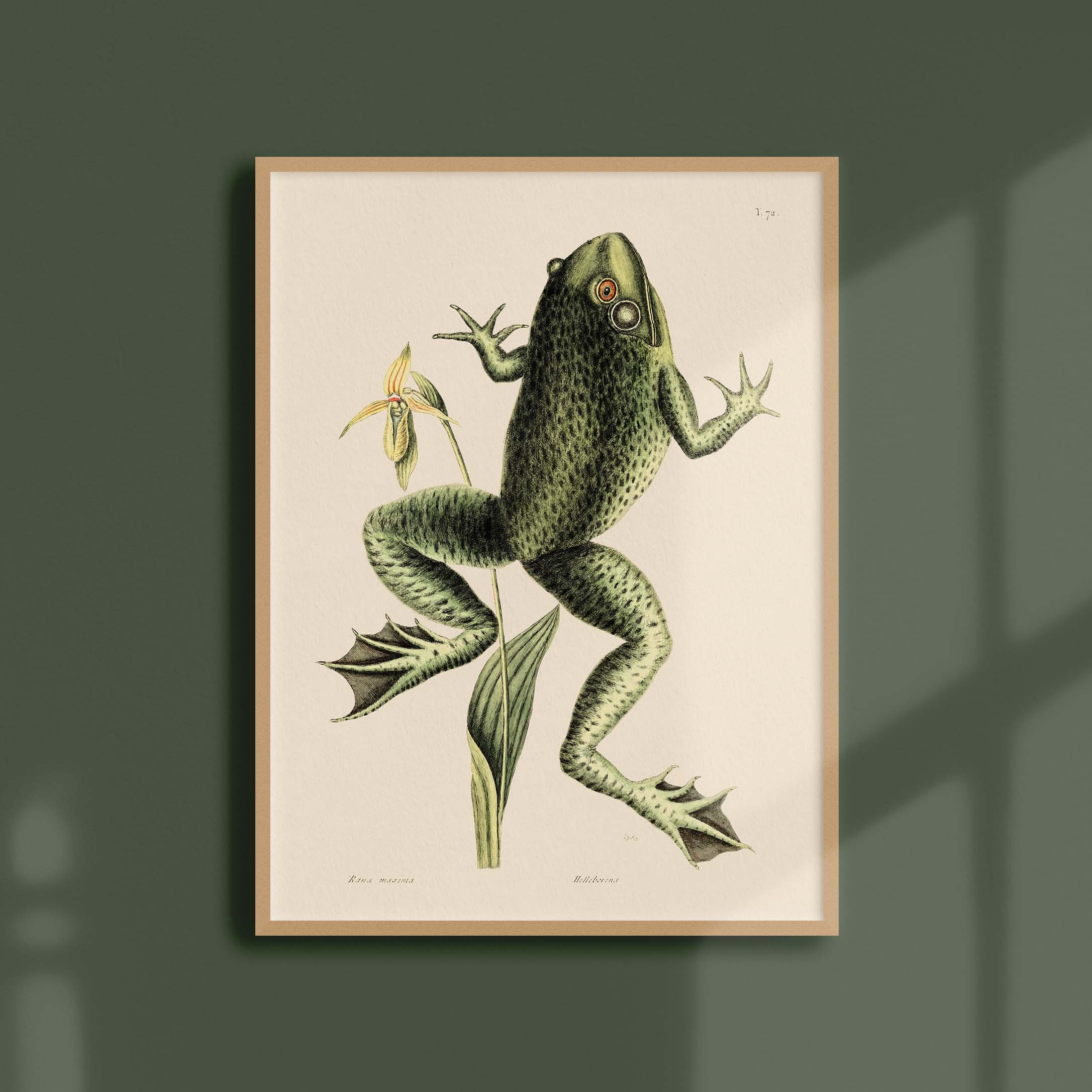Affiche Histoire Naturelle - Grenouille Taureau