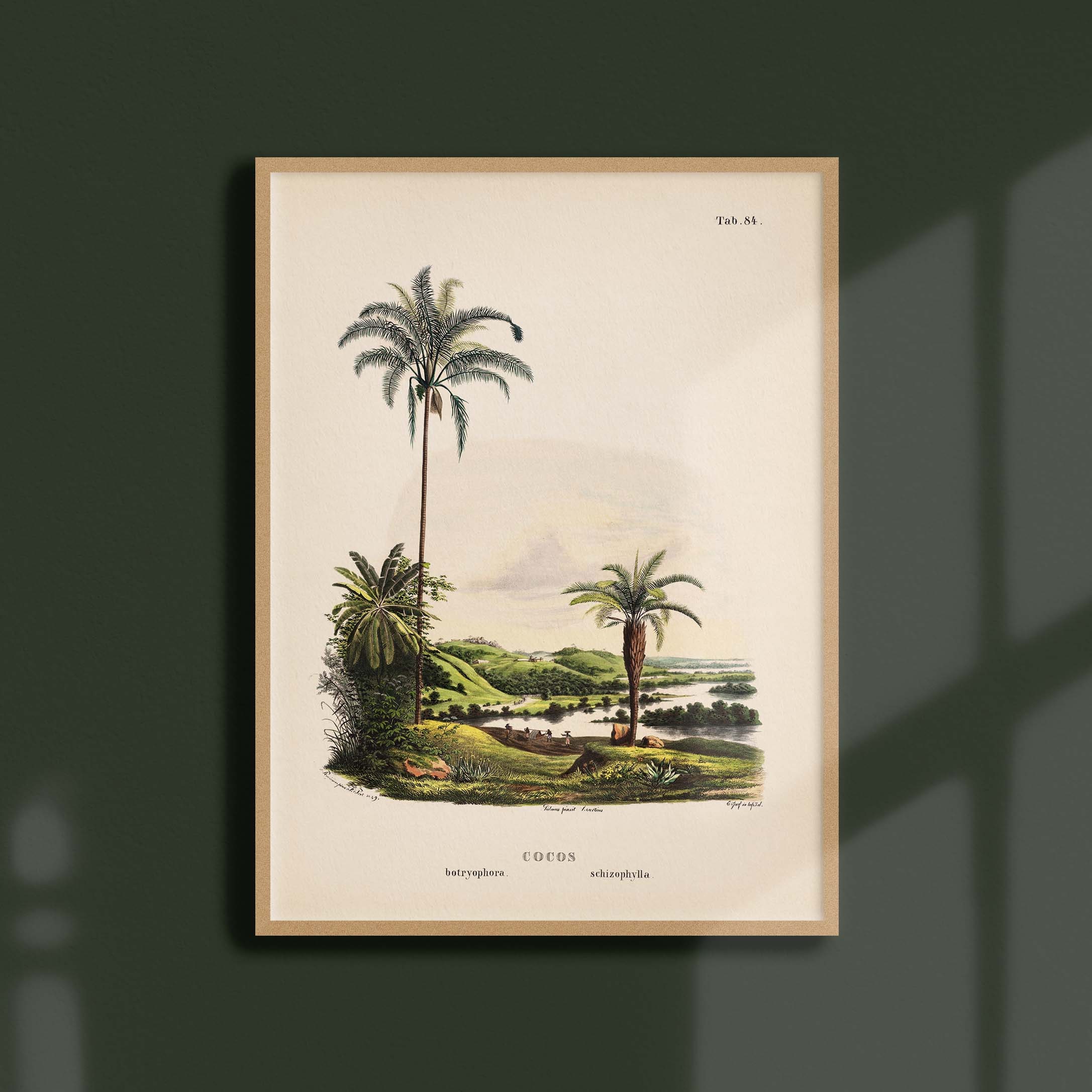 Affiche Botanique Vintage - Palmier Cocos Botryophora/Schizophylla