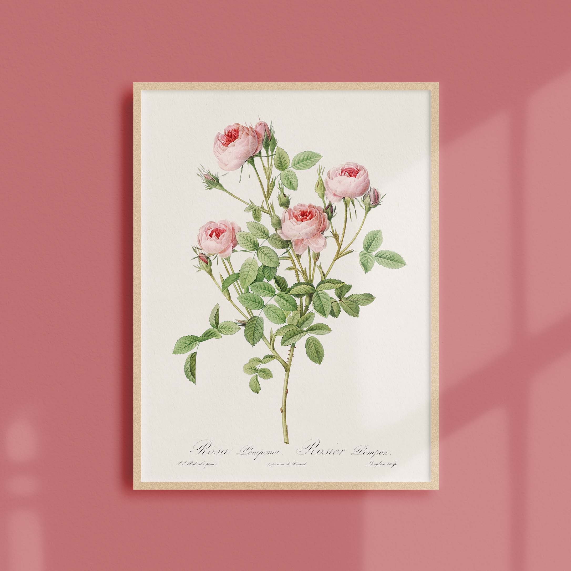 Affiche de Roses Vintage - Rosier Pompon