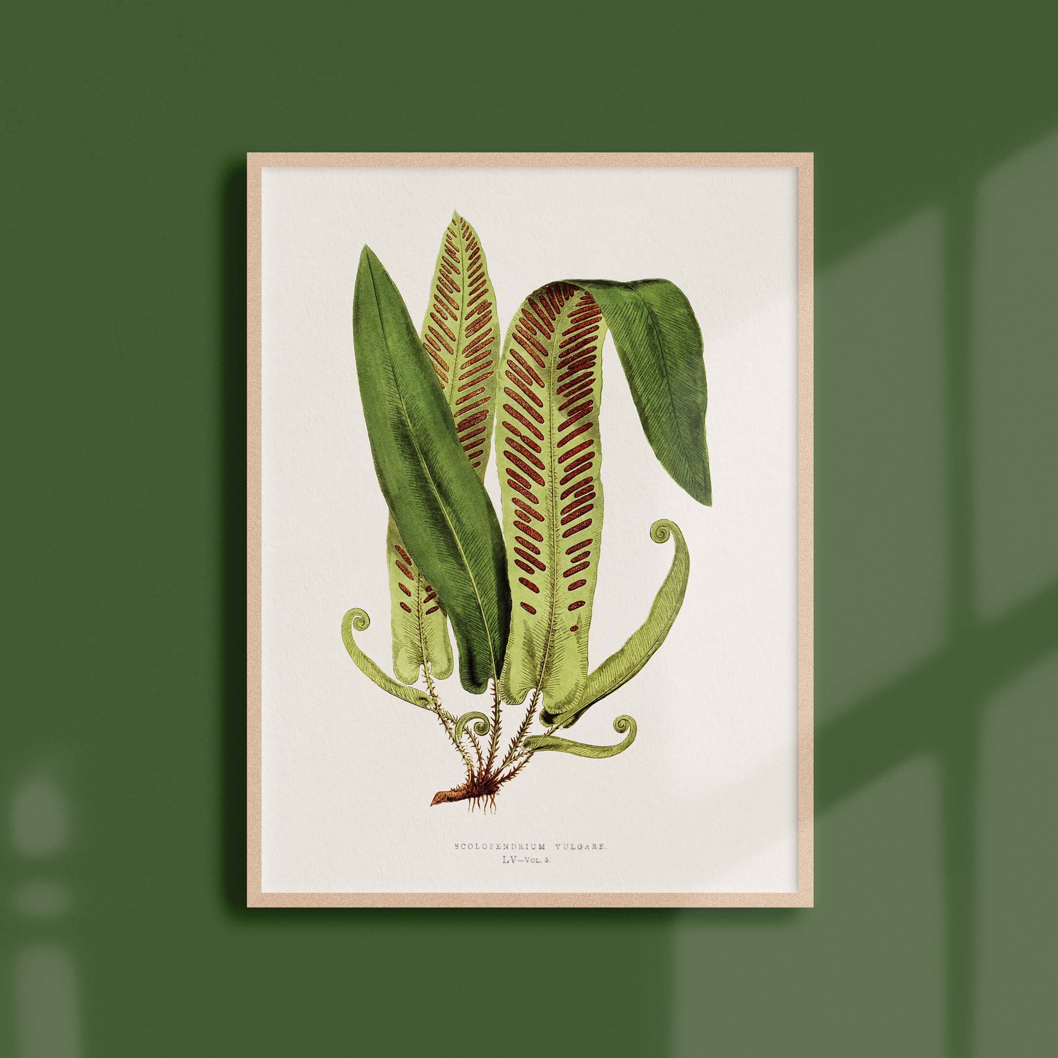 Affiche Botanique Vintage - Fougère Scolopendrium Vulgare