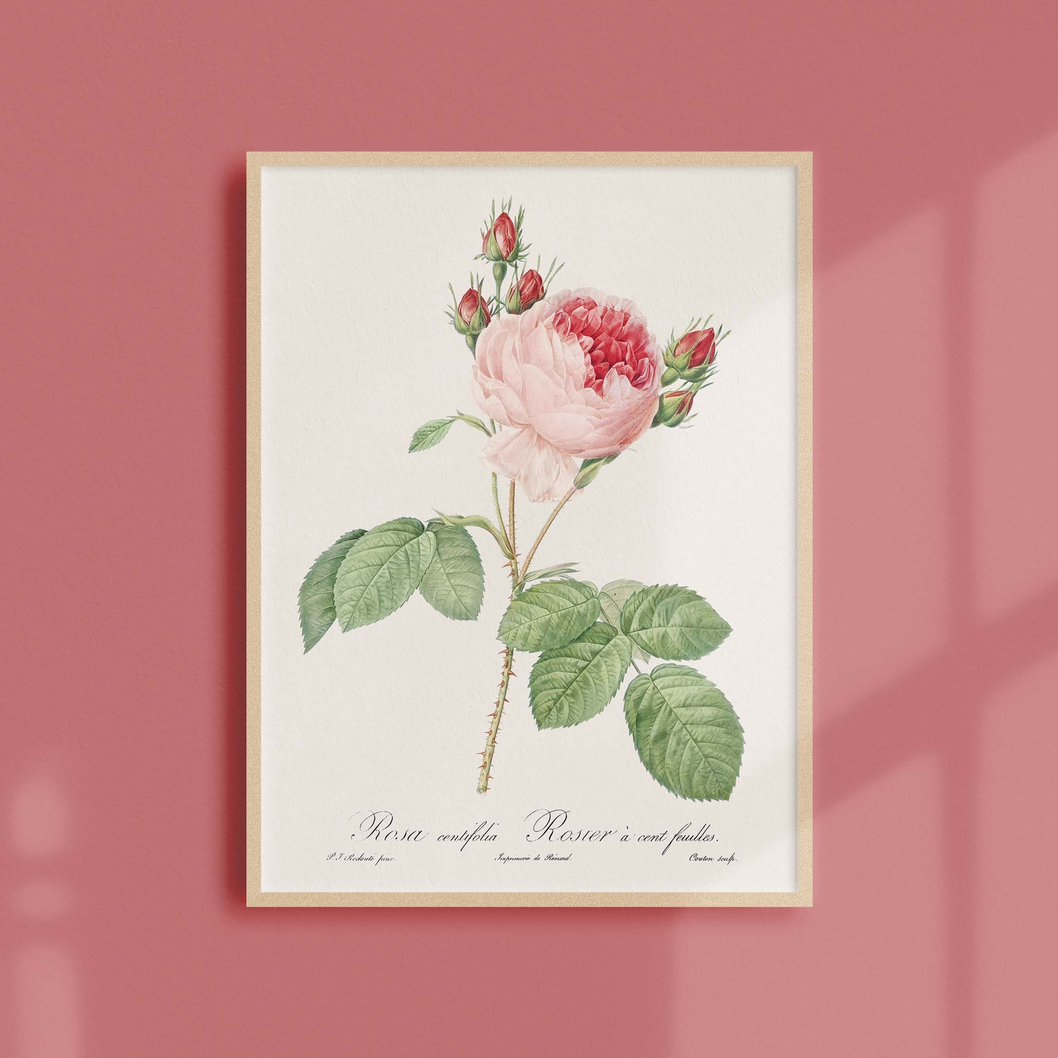 Affiche de Roses Vintage - Rosier à Cent Feuilles