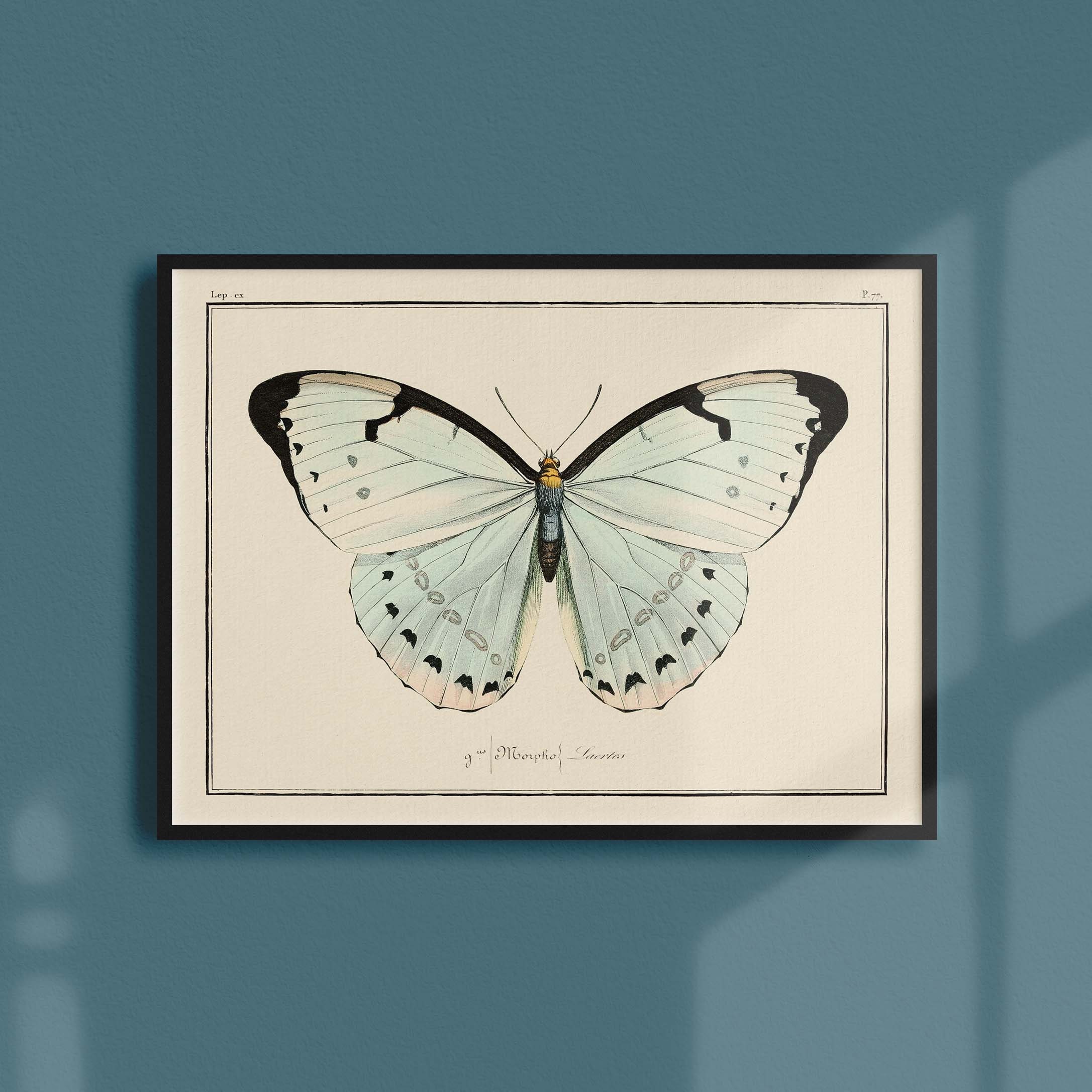 Affiche Entomologique Ancienne - Papillons Planche Numéro 77