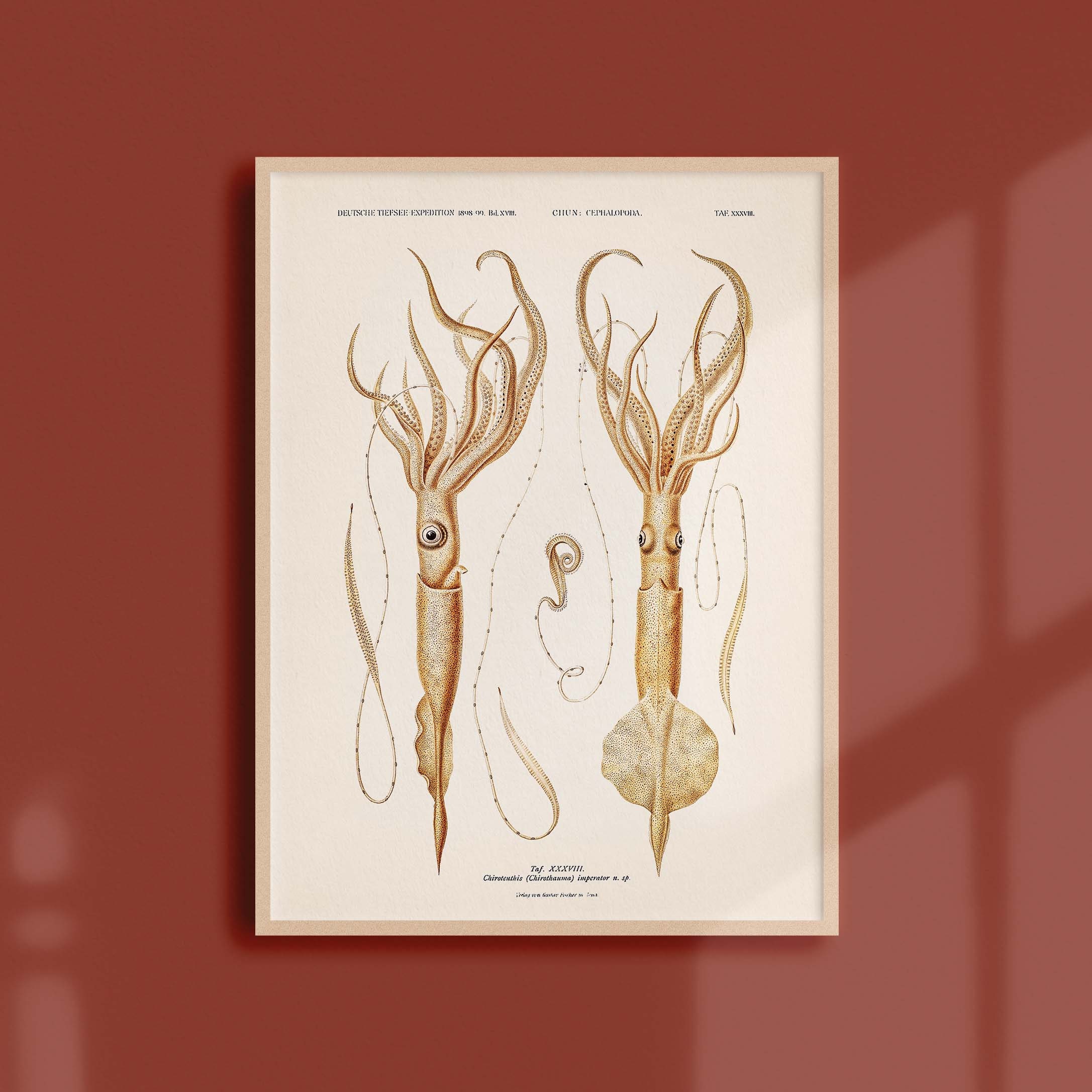 Affiche Océanographique Vintage - Le Calamar Empereur