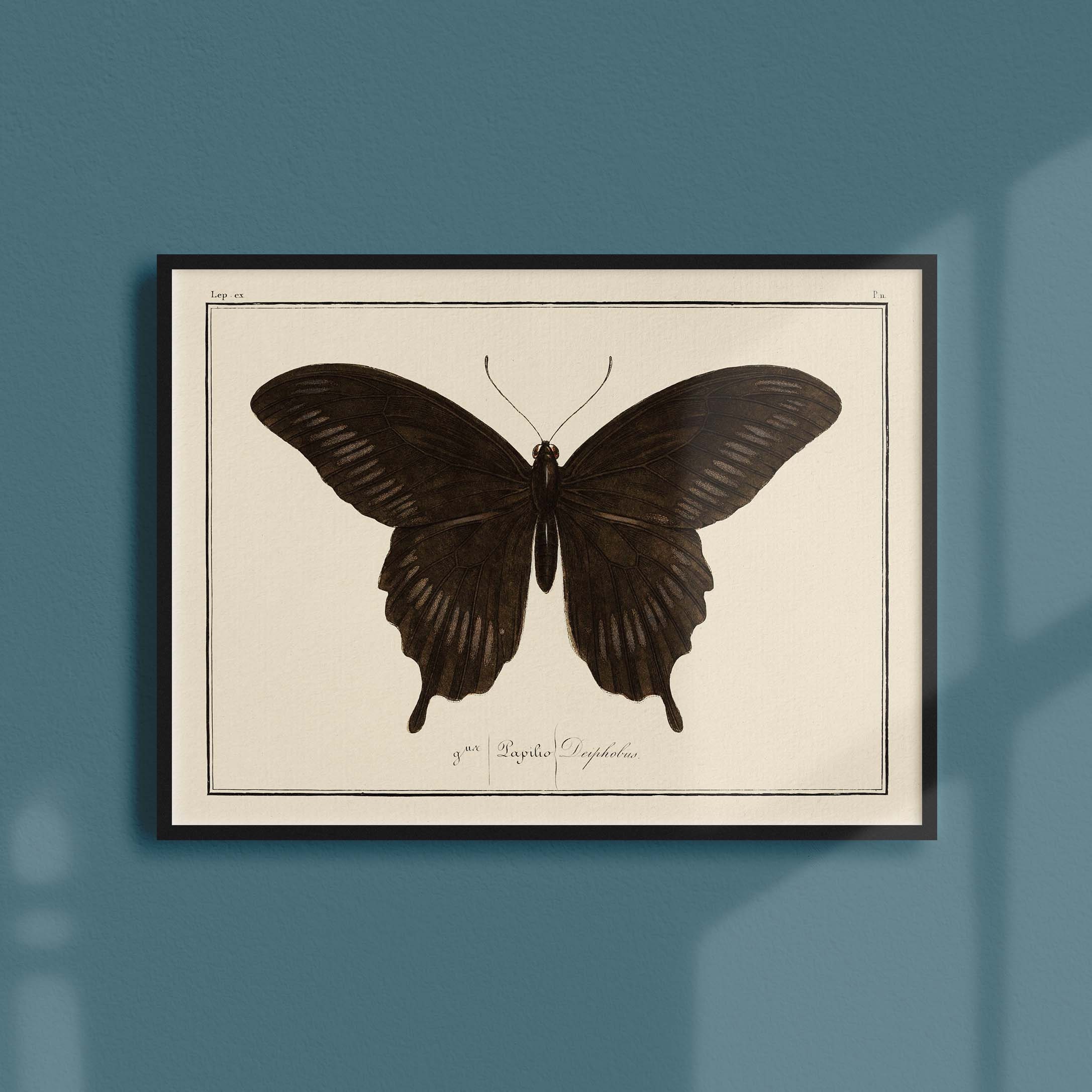 Affiche Entomologique Ancienne - Papillons Planche Numéro 11