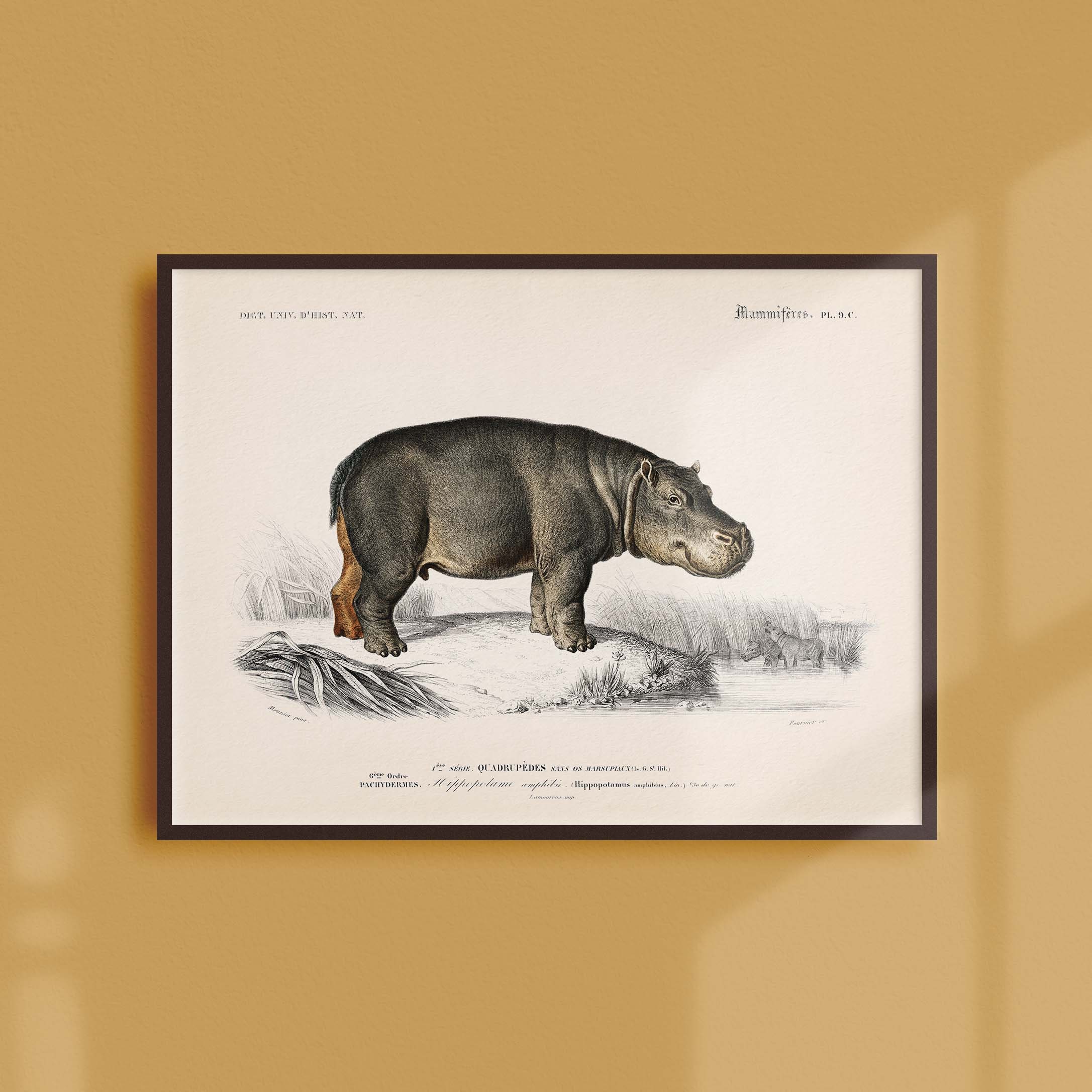 Affiche Naturaliste Vintage - Zoologie L'hippopotame Amphibie