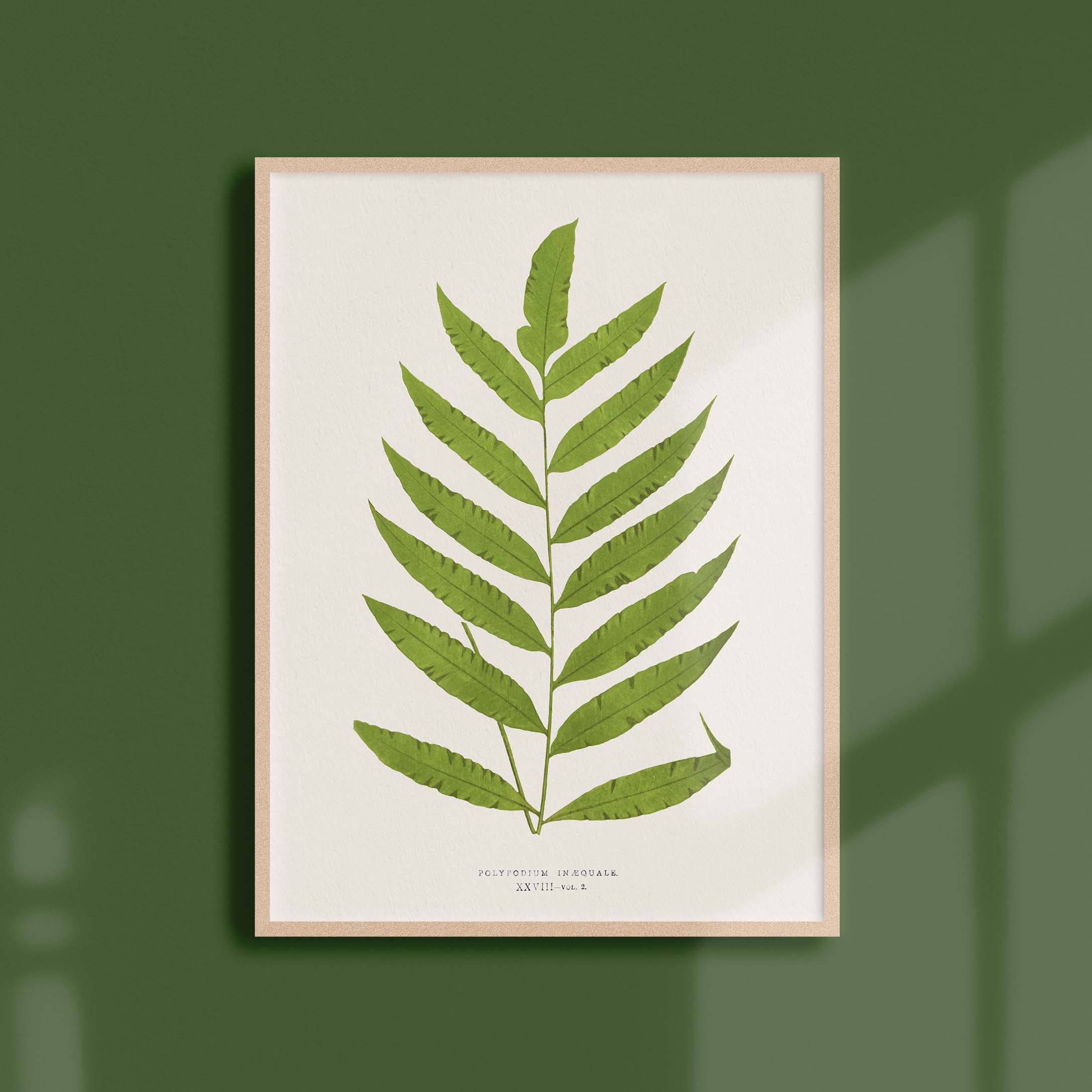 Affiche Botanique Vintage - Fougère Poplypodium Inaequale