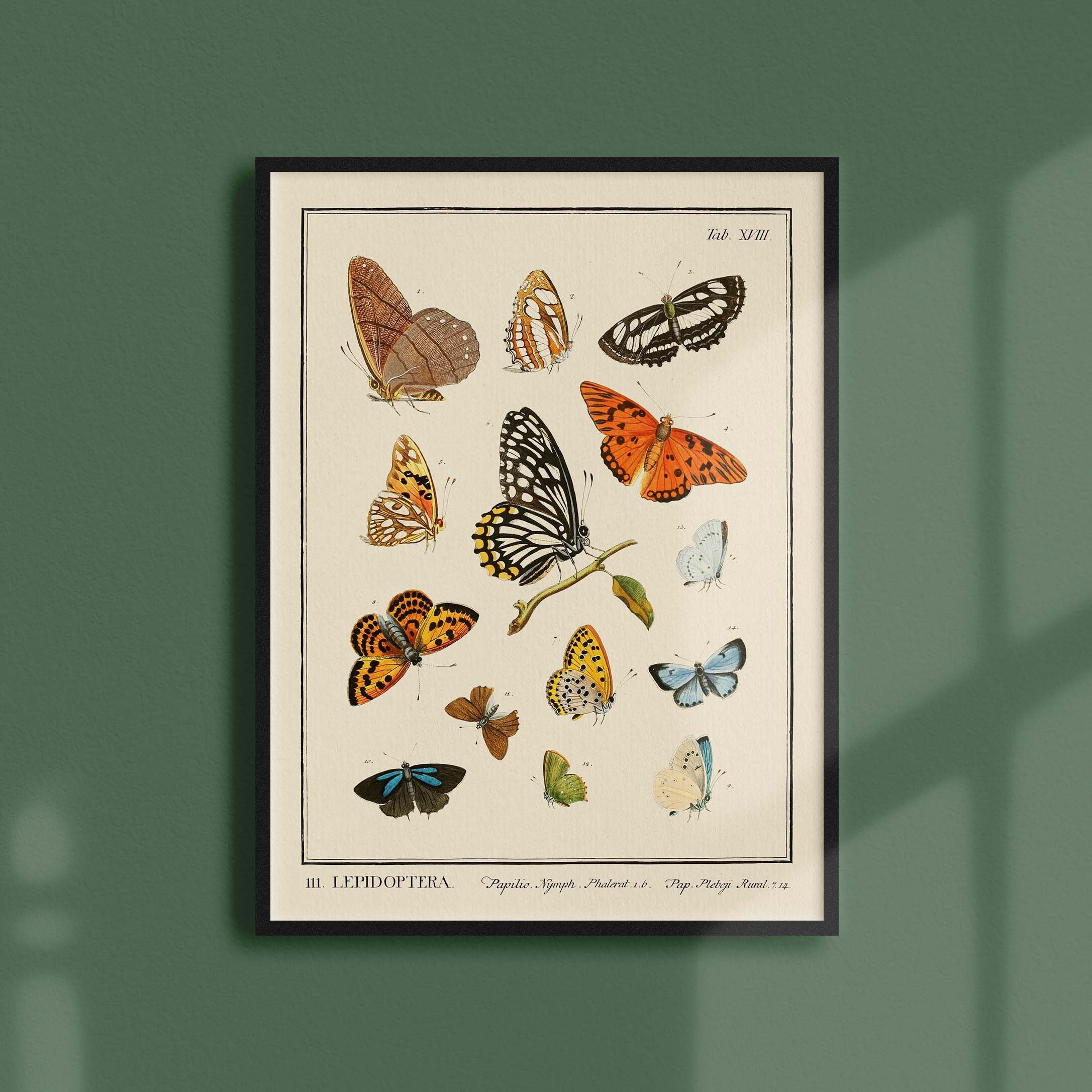 Affiche Entomologique Ancienne - Insectes Lepidoptera 2