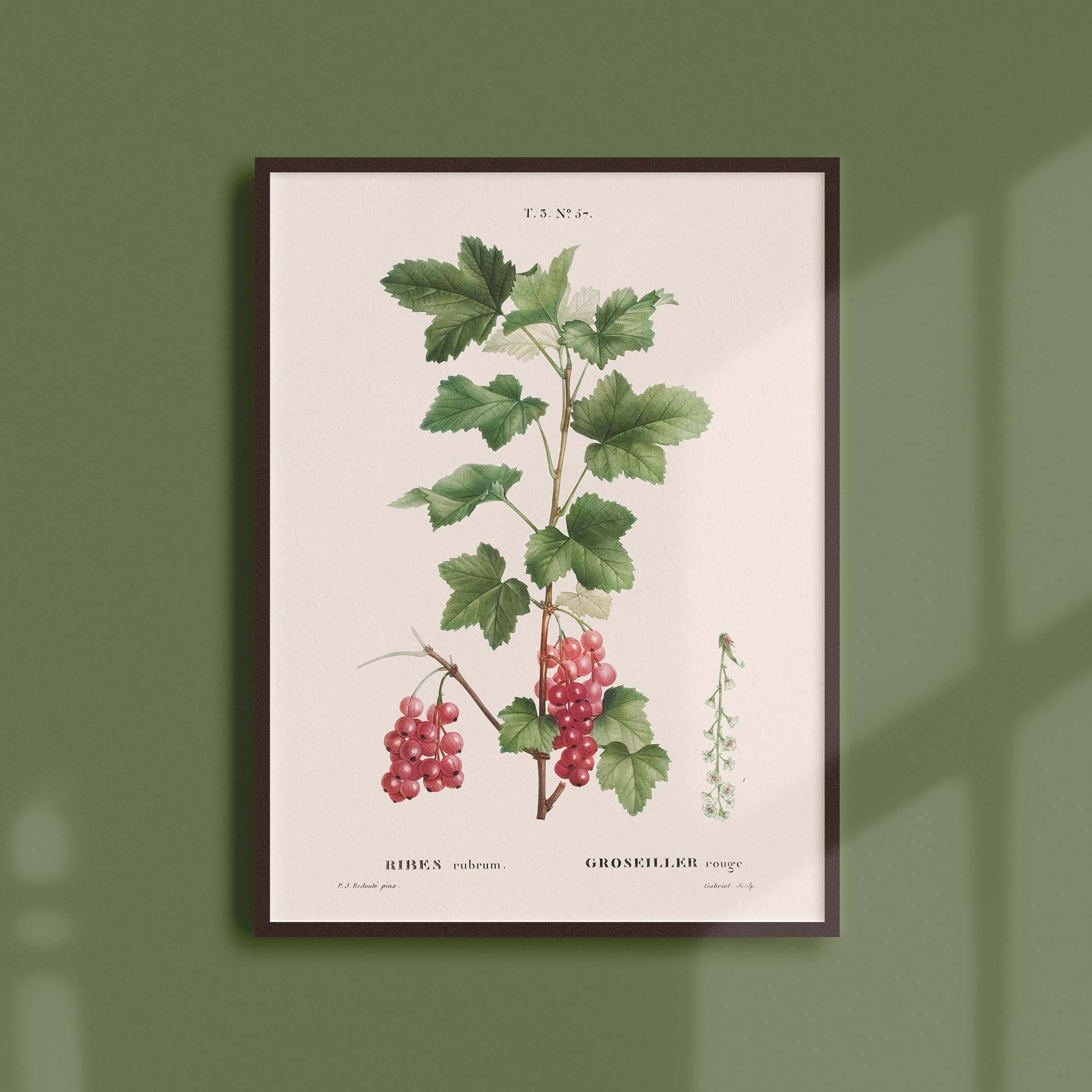 Affiche Botanique Vintage - Arbres et Arbustes Groseiller