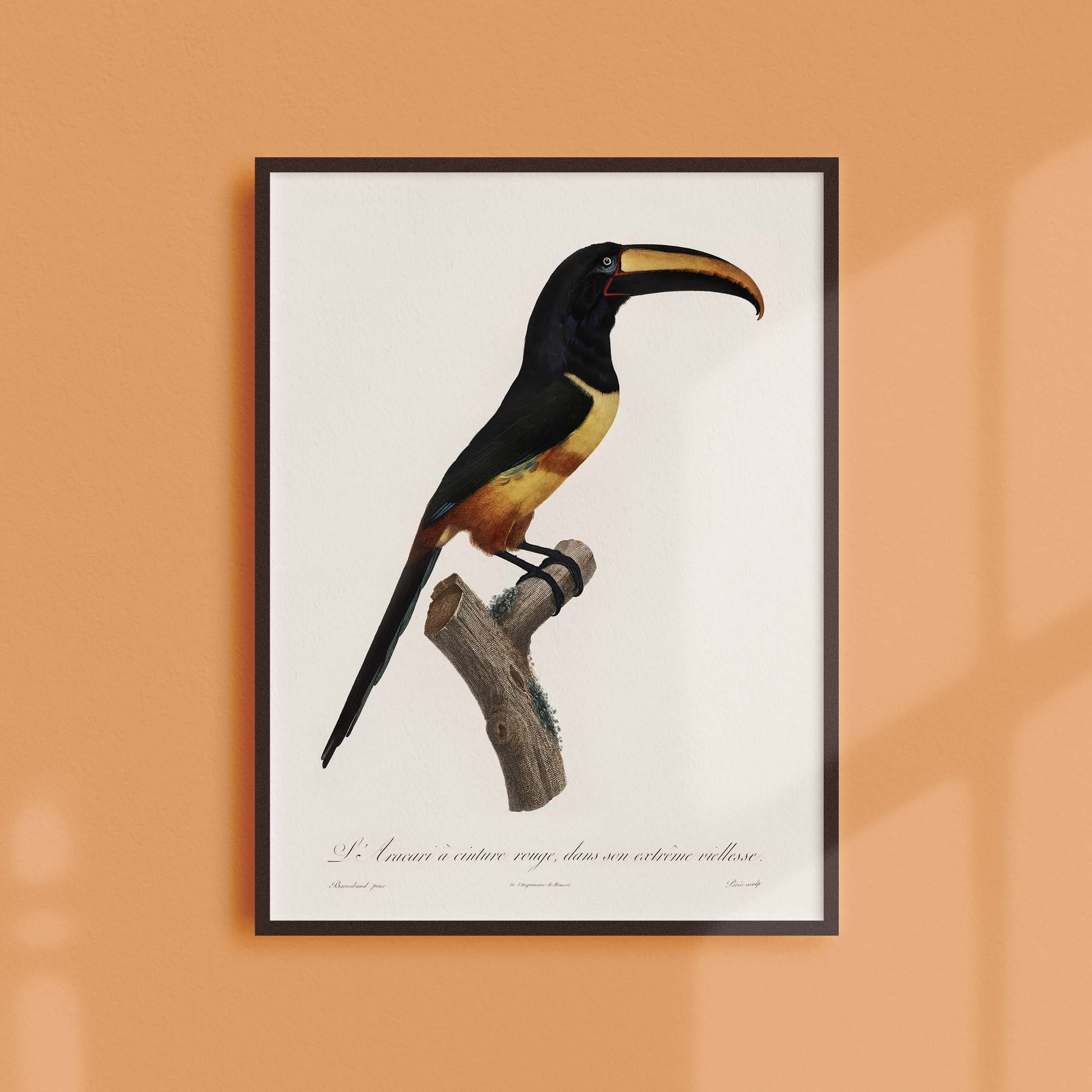 Affiche Naturaliste Vintage - Ornithologie L'aracari à Ceinture Rouge