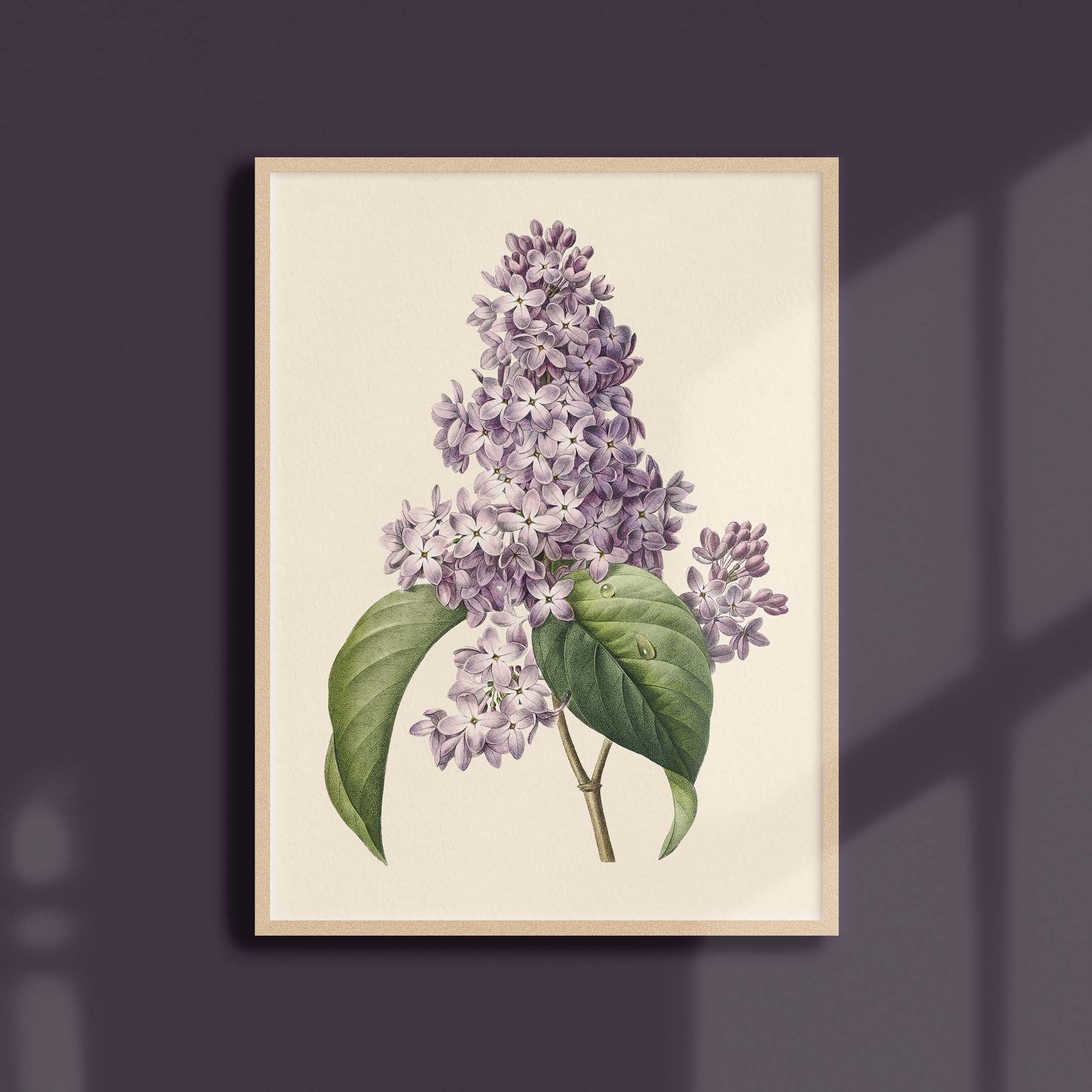 Affiche de Fleurs Vintage - Lilas