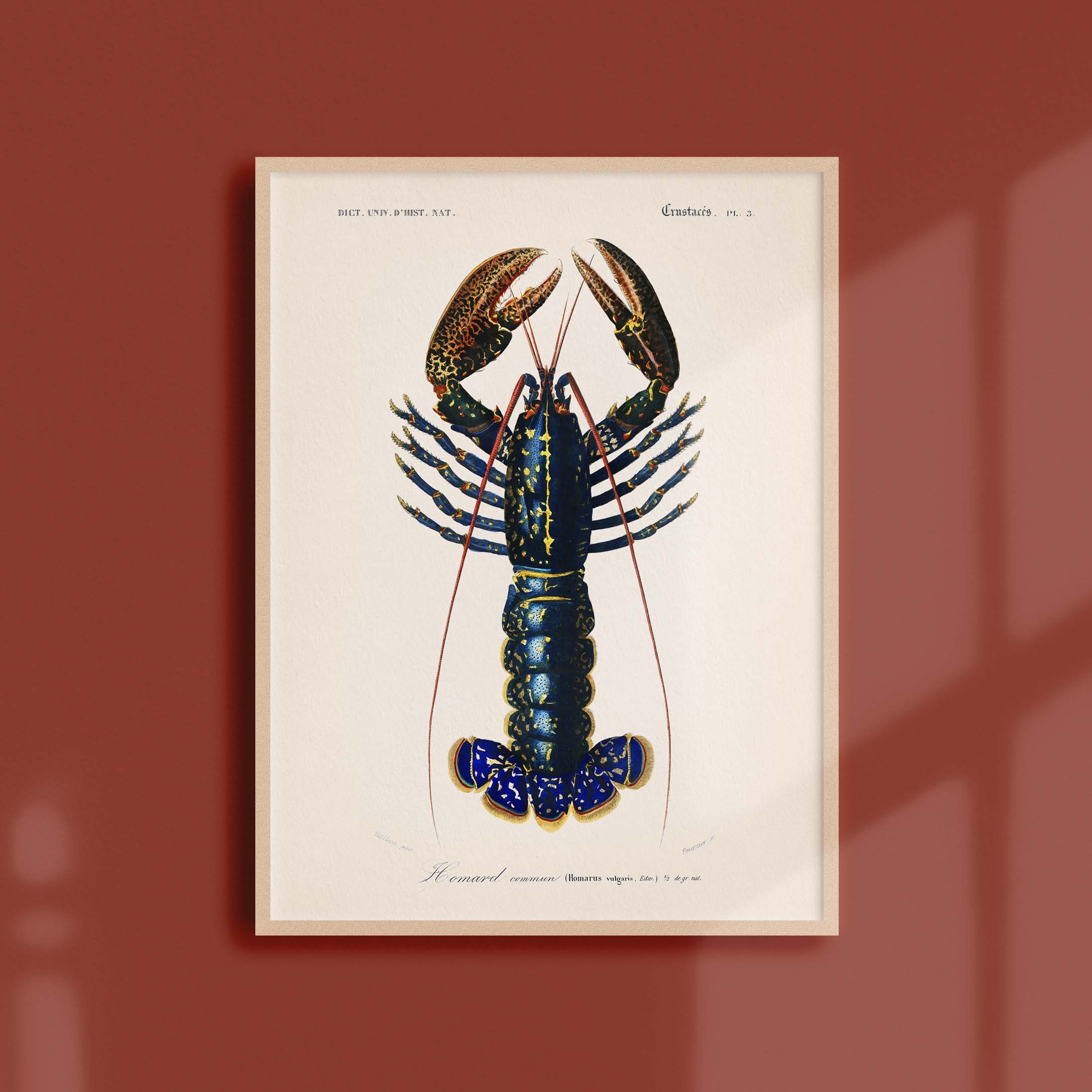 Affiche Océanographique Vintage - Le Homard