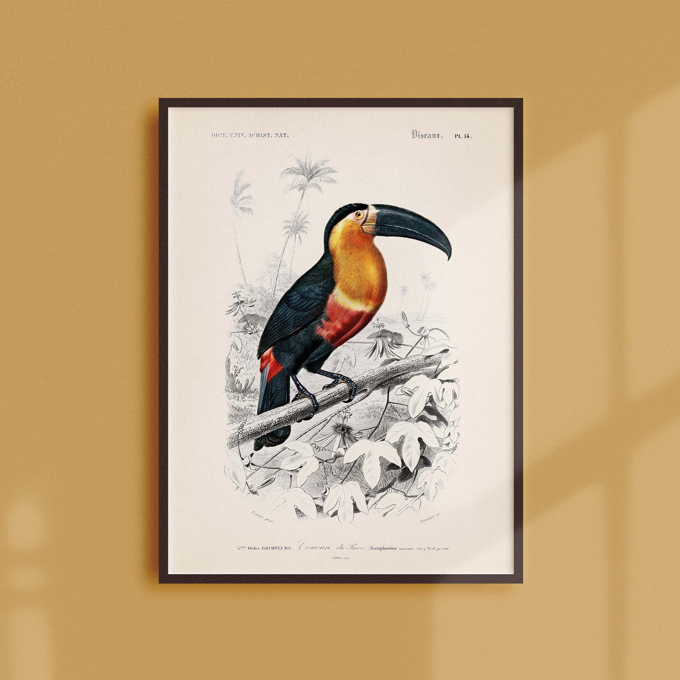Affiche Naturaliste Vintage - Zoologie Le Toucan de Para