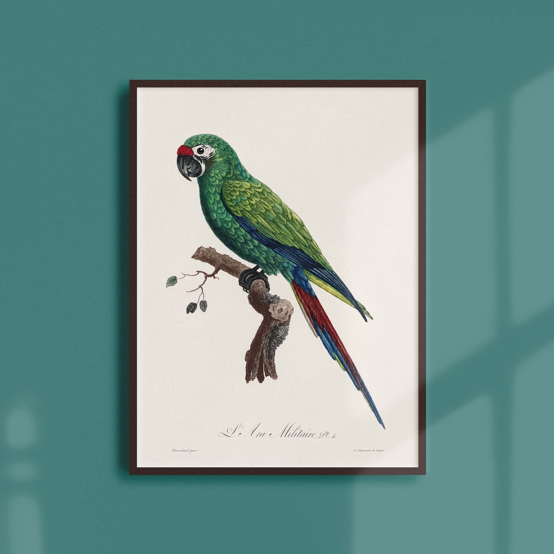 Affiche Naturaliste Vintage - Ornithologie L'ara Militaire
