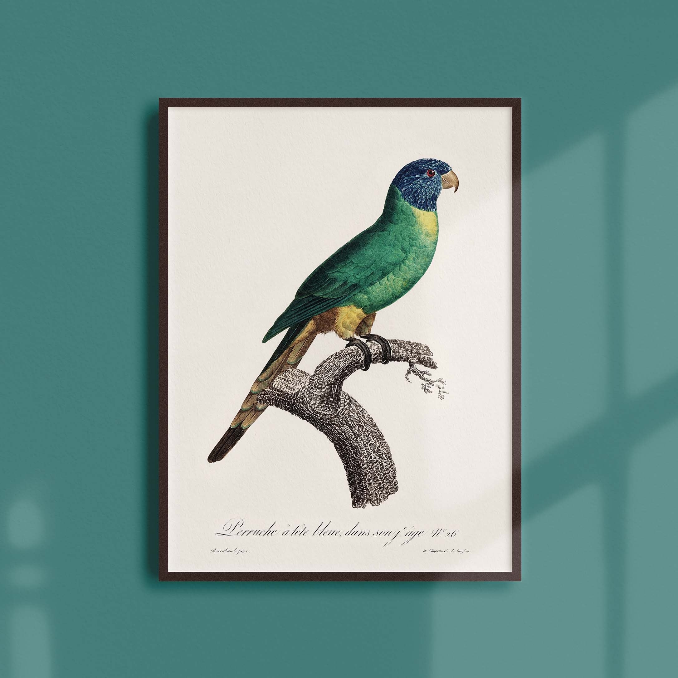 Affiche Naturaliste Vintage - Ornithologie La Perruche à Tête Bleue