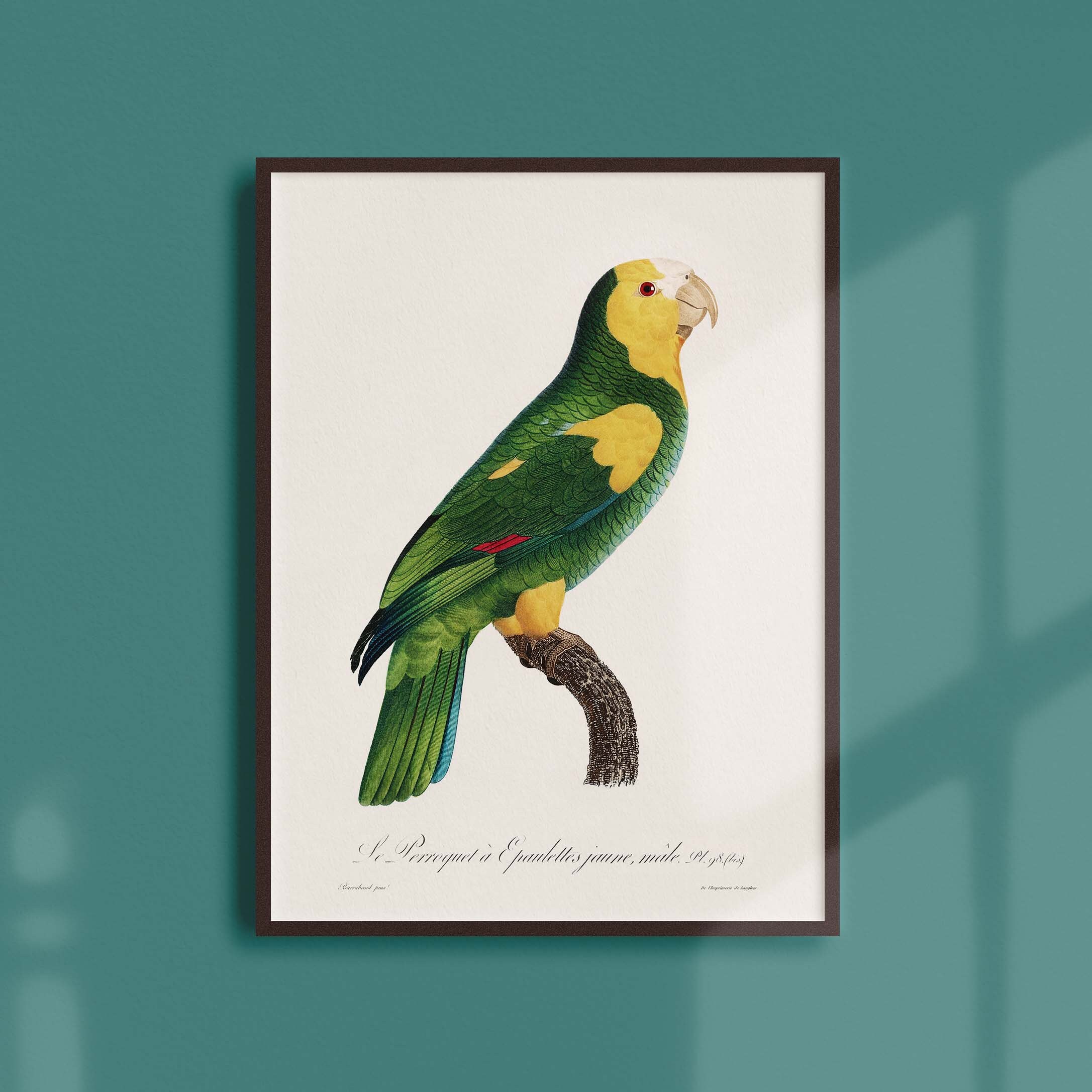 Affiche Naturaliste Vintage - Ornithologie Le Perroquet à Epaulettes Jaune