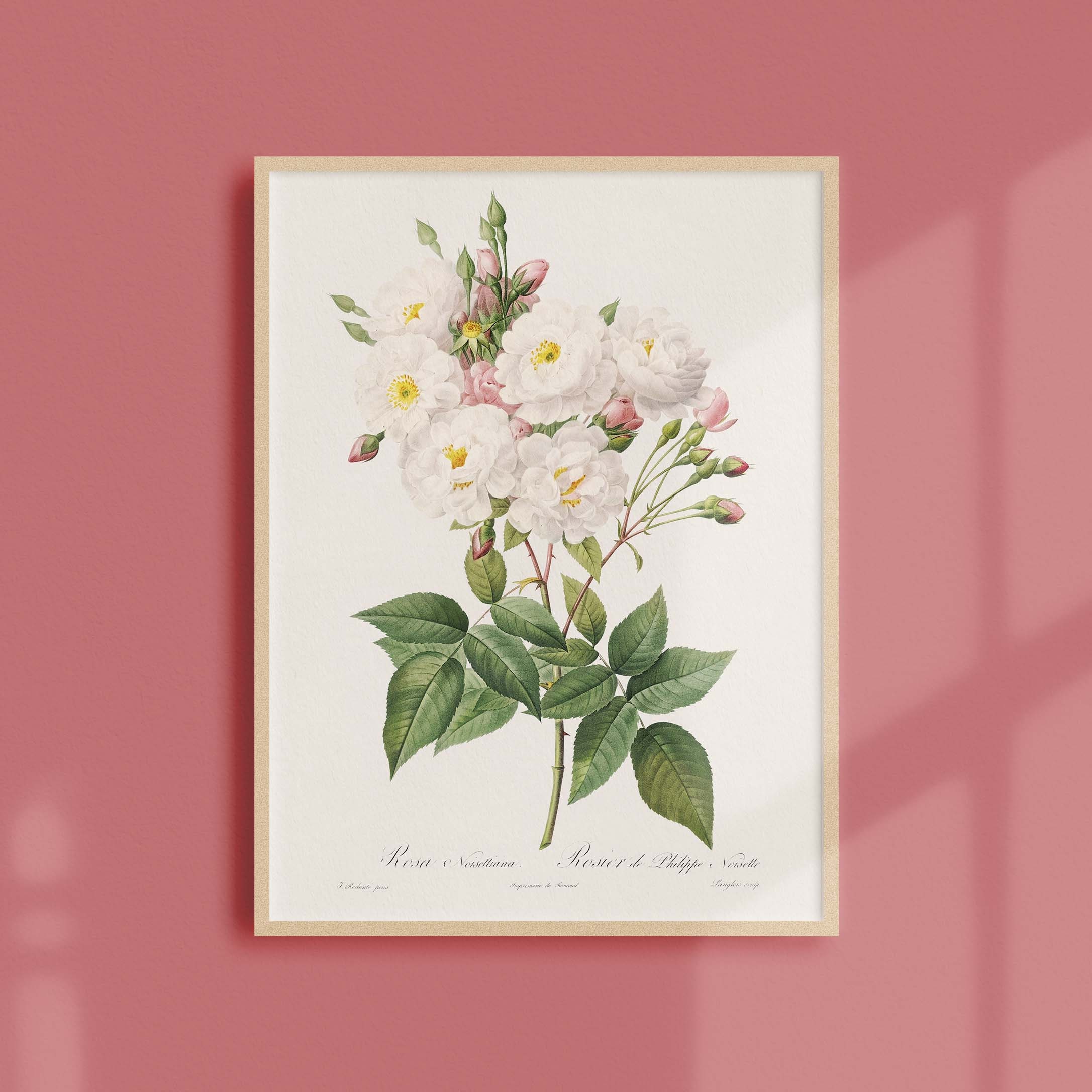 Affiche de Roses Vintage - Rosier Philippe Noisette