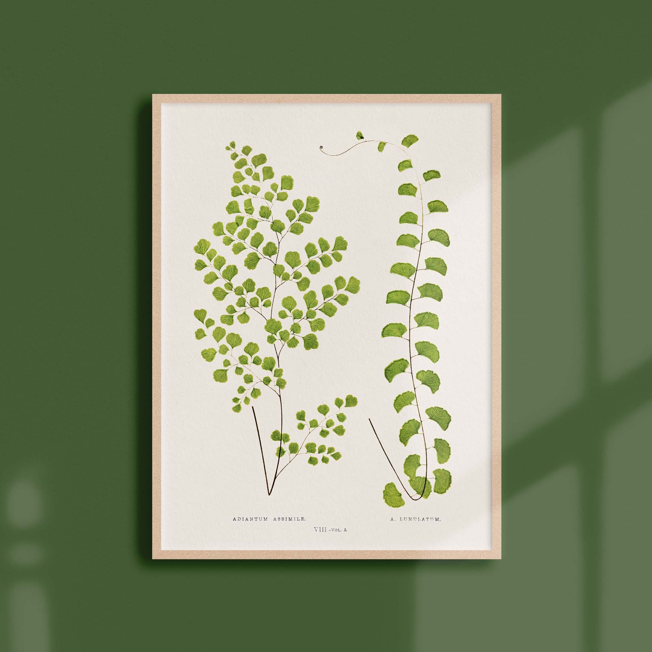 Affiche Botanique Vintage - Fougère Adiantum Assimile/Lunulatum