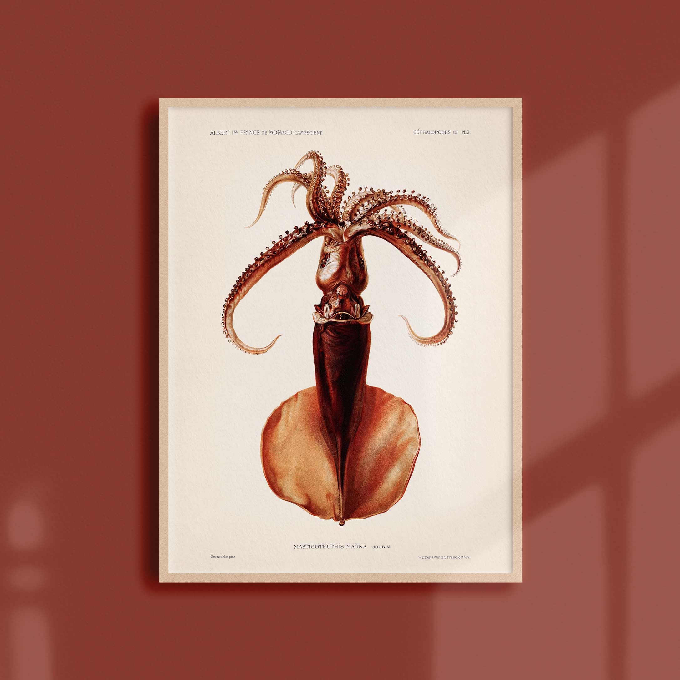 Affiche Océanographique Vintage - Le Calamar