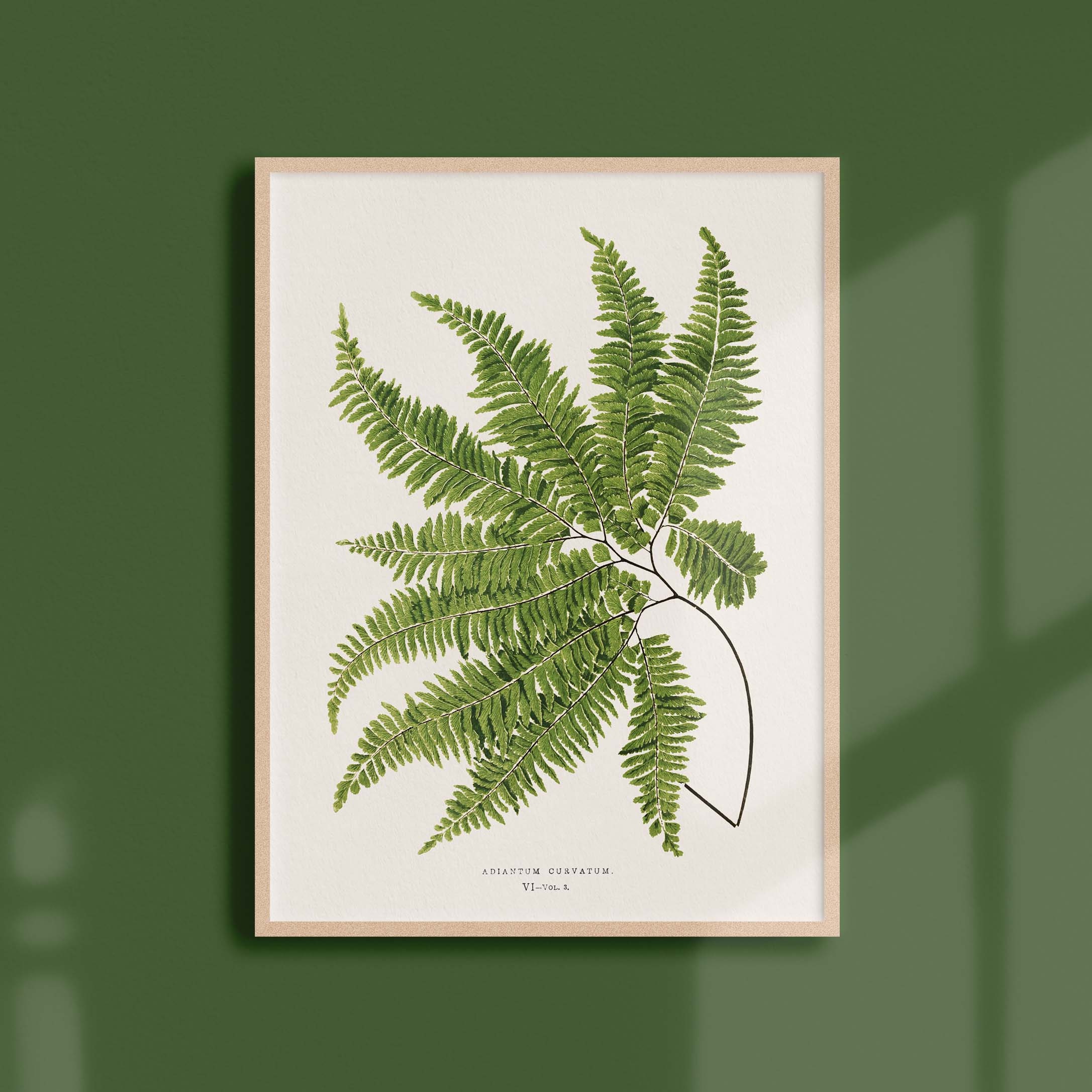 Affiche Botanique Vintage - Fougère Adiantum Curvatum