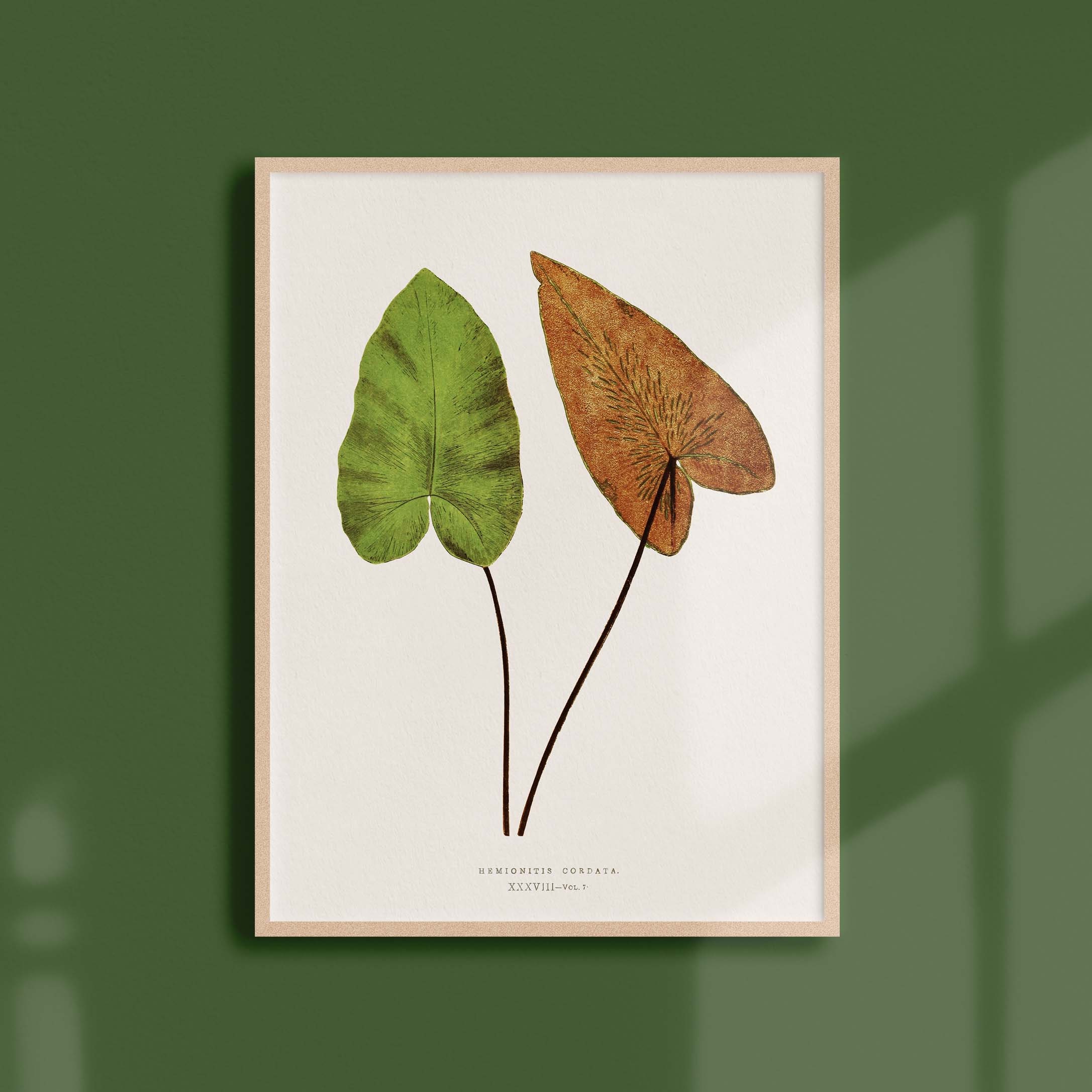 Affiche Botanique Vintage - Fougère Hemionitis Cordata