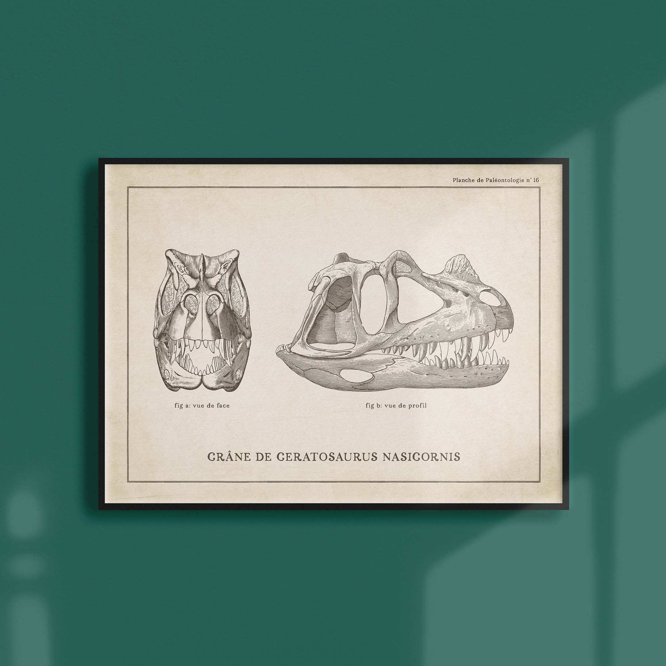 Affiche Dinosaure Vintage - Paléontologie Crâne de Ceratosaure