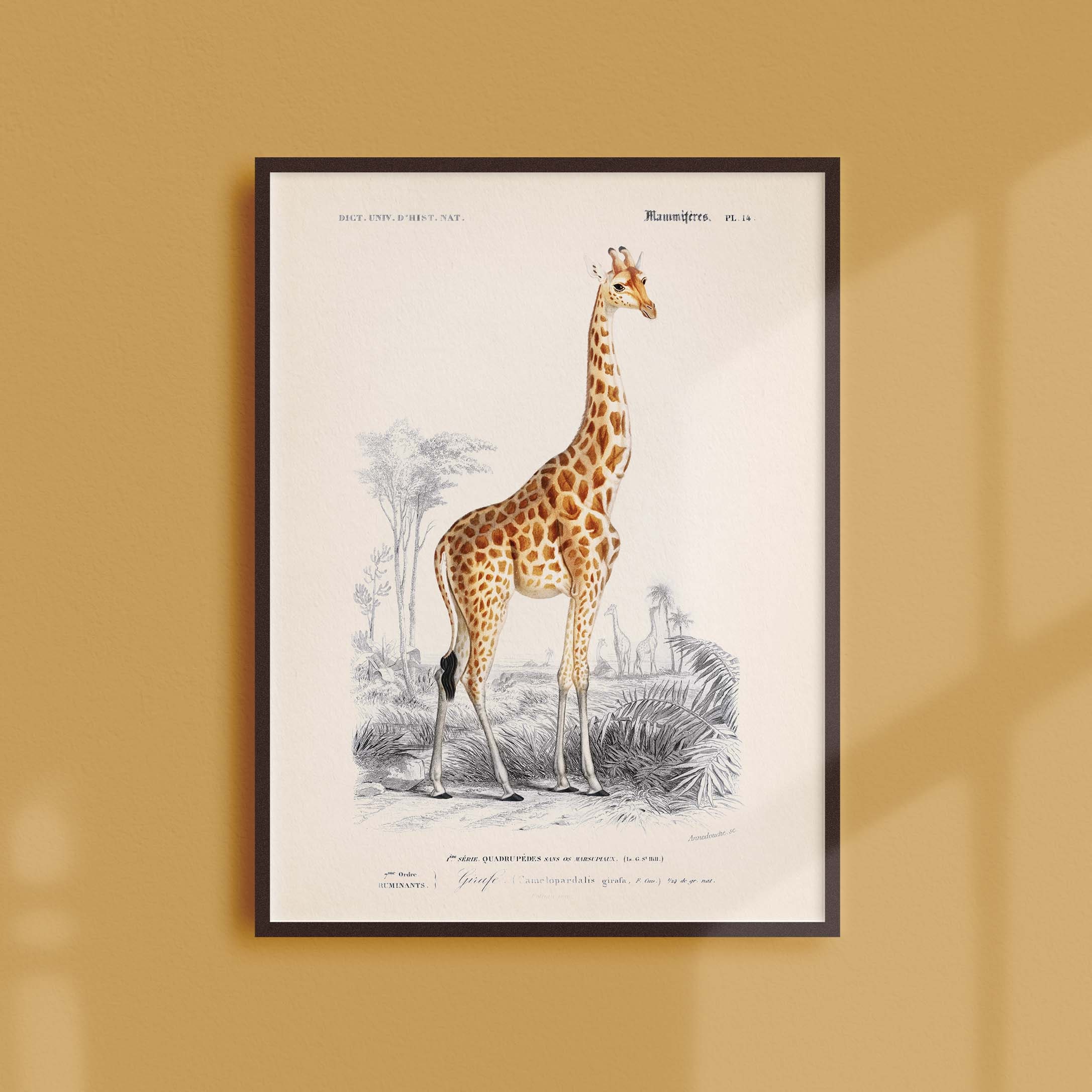 Affiche Naturaliste Vintage - Zoologie La Girafe