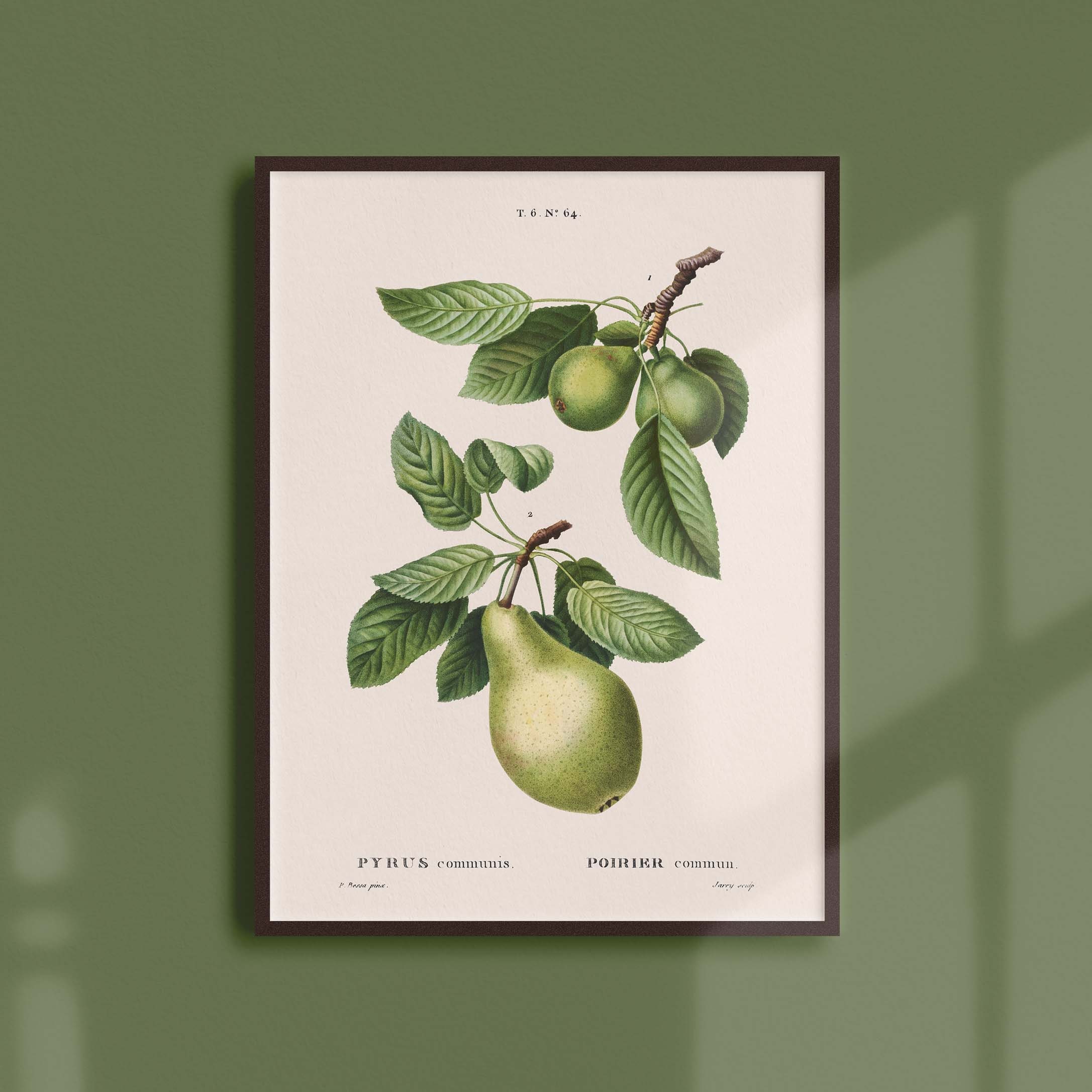 Affiche Botanique Vintage - Arbres et Arbustes Poirier