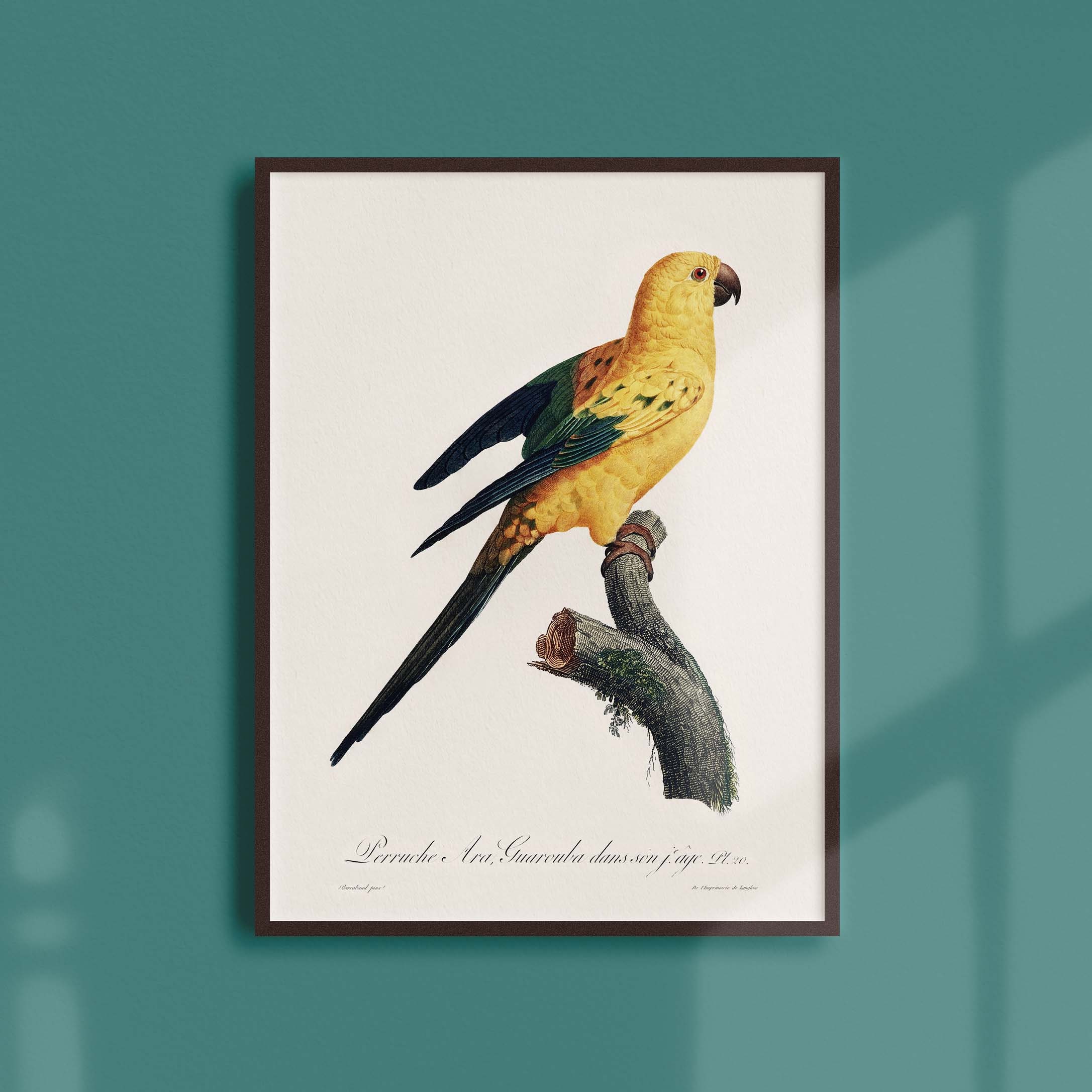 Affiche Naturaliste Vintage - Ornithologie La Perruche Ara Guarouba