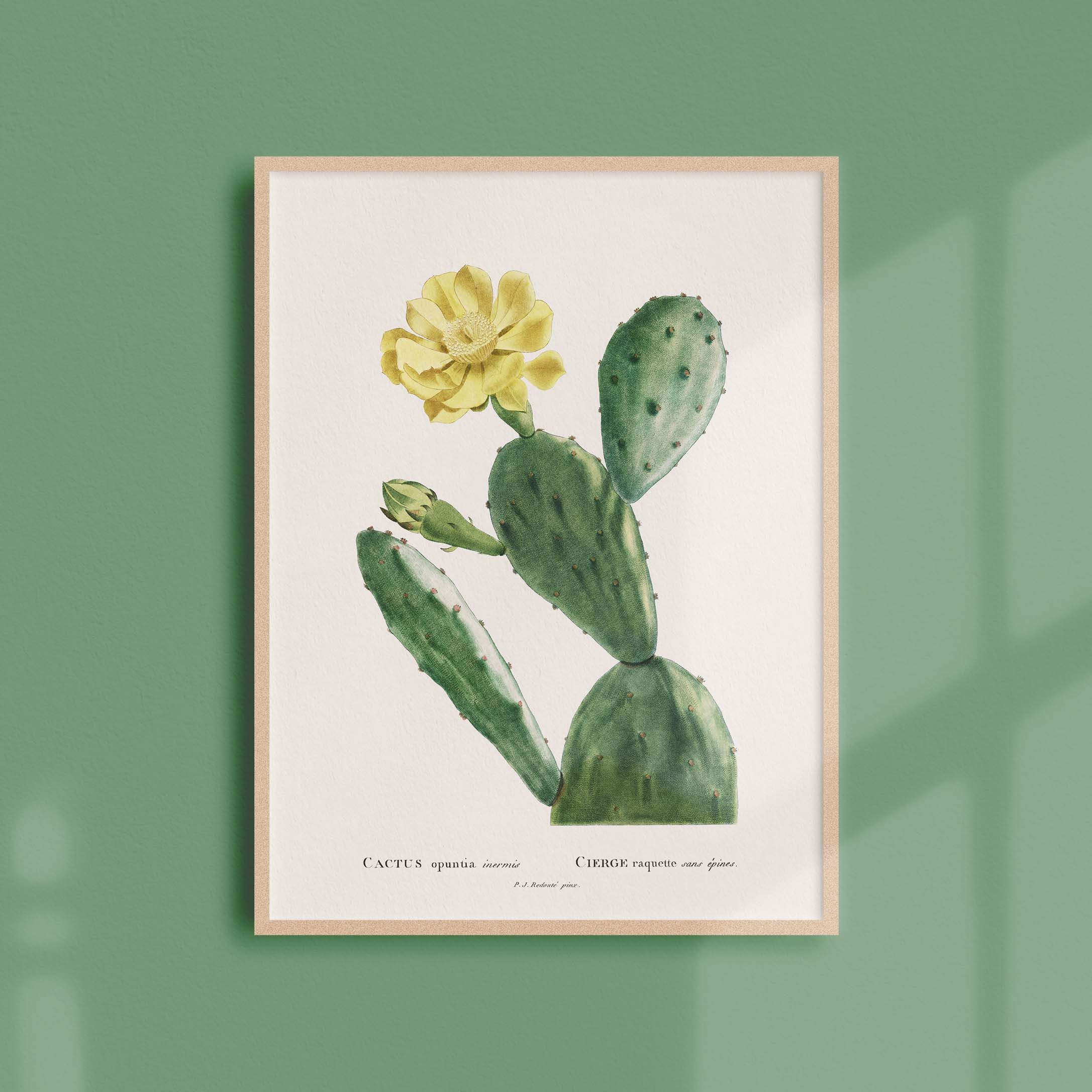 Affiche Botanique Vintage - Cactus Opuntia Inermis