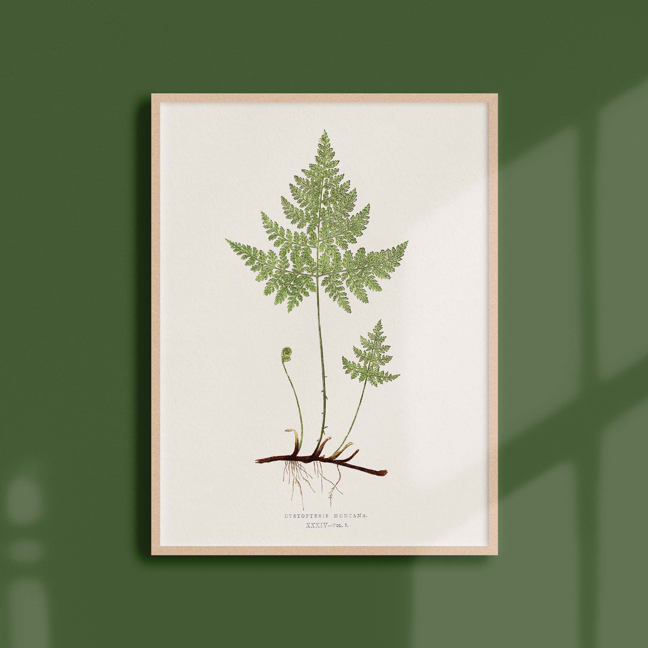 Affiche Botanique Vintage - Fougère Cystopteris Montana