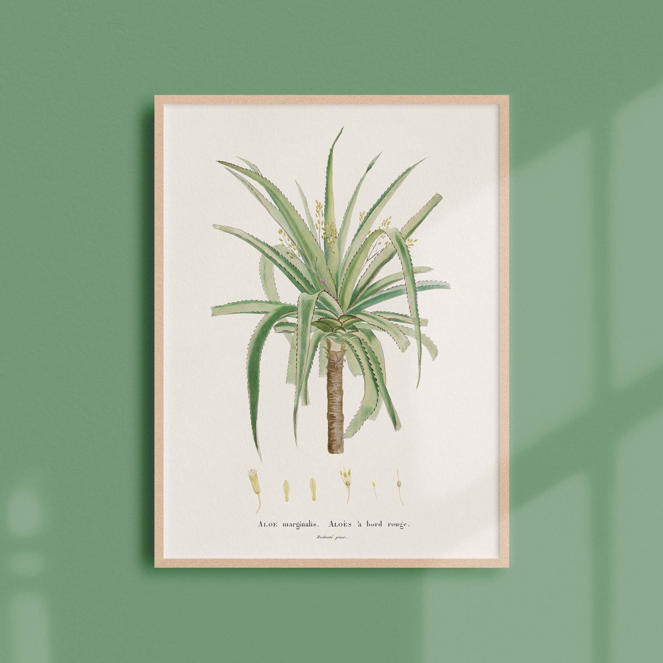 Affiche Botanique Vintage - Plante Grasse Aloe Marginalis