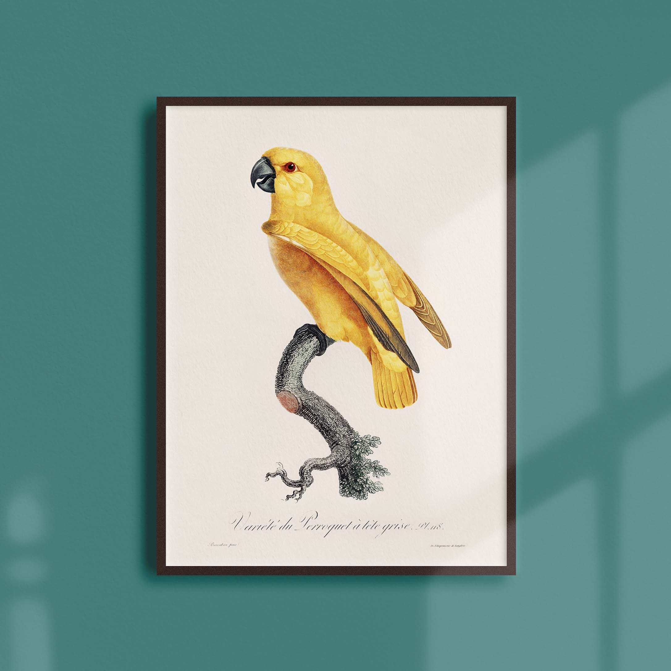 Affiche Naturaliste Vintage - Ornithologie Le Perroquet à Tête Grise