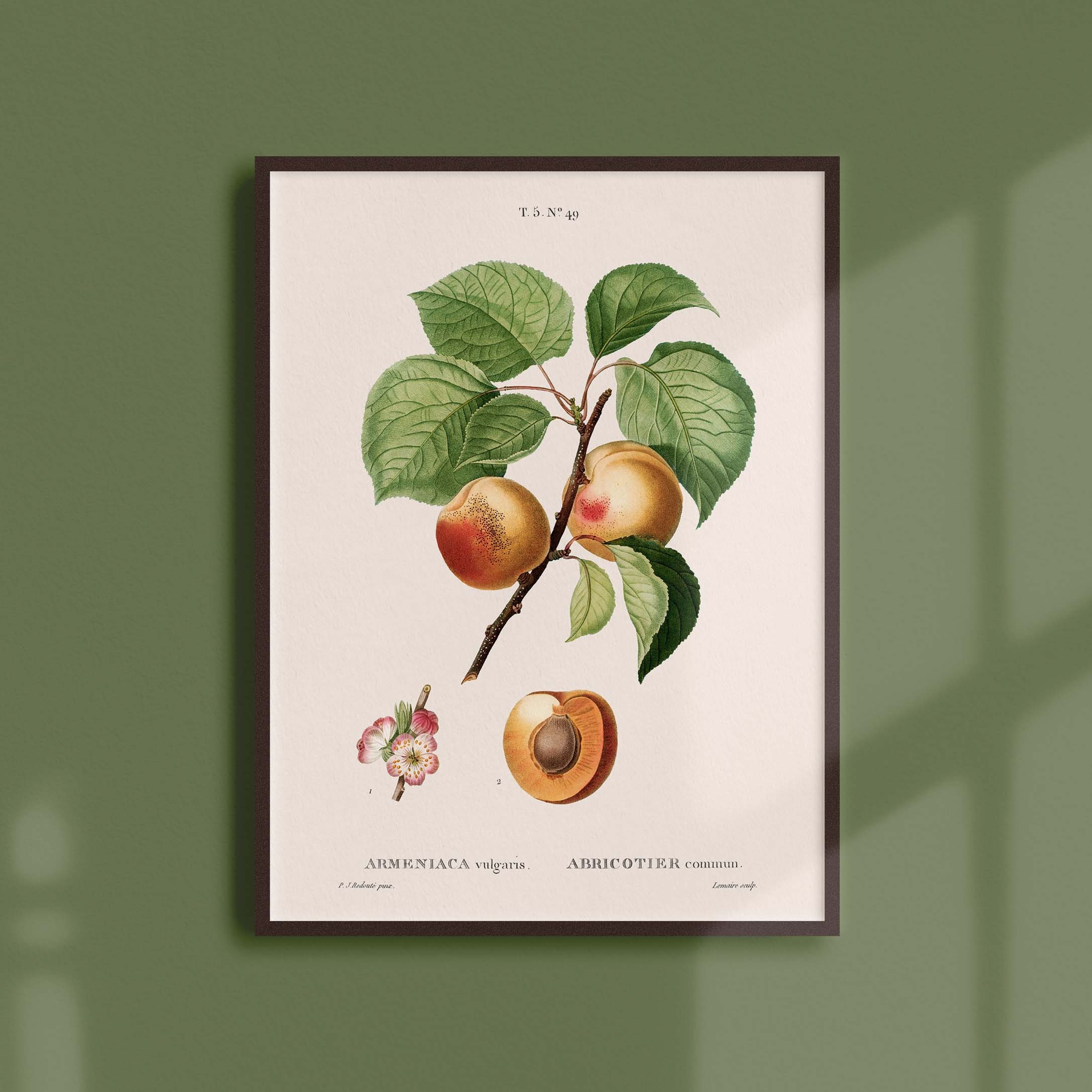 Affiche Botanique Vintage - Arbres et Arbustes Abricotier