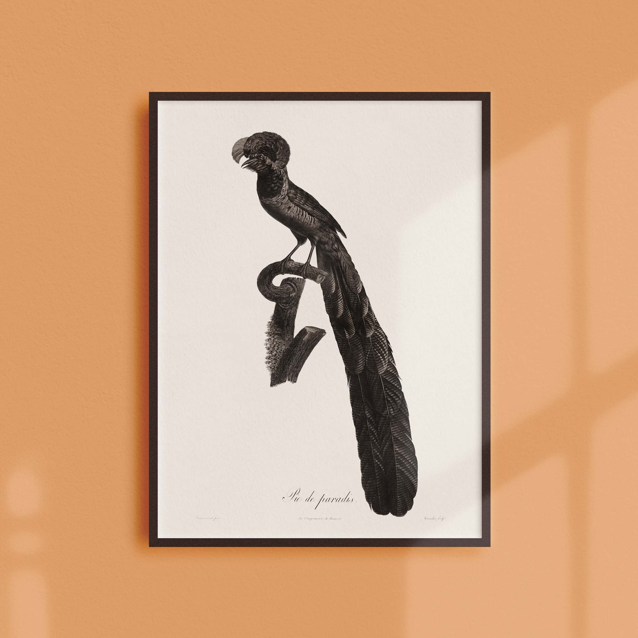 Affiche Naturaliste Vintage - Ornithologie La Pie de Paradis
