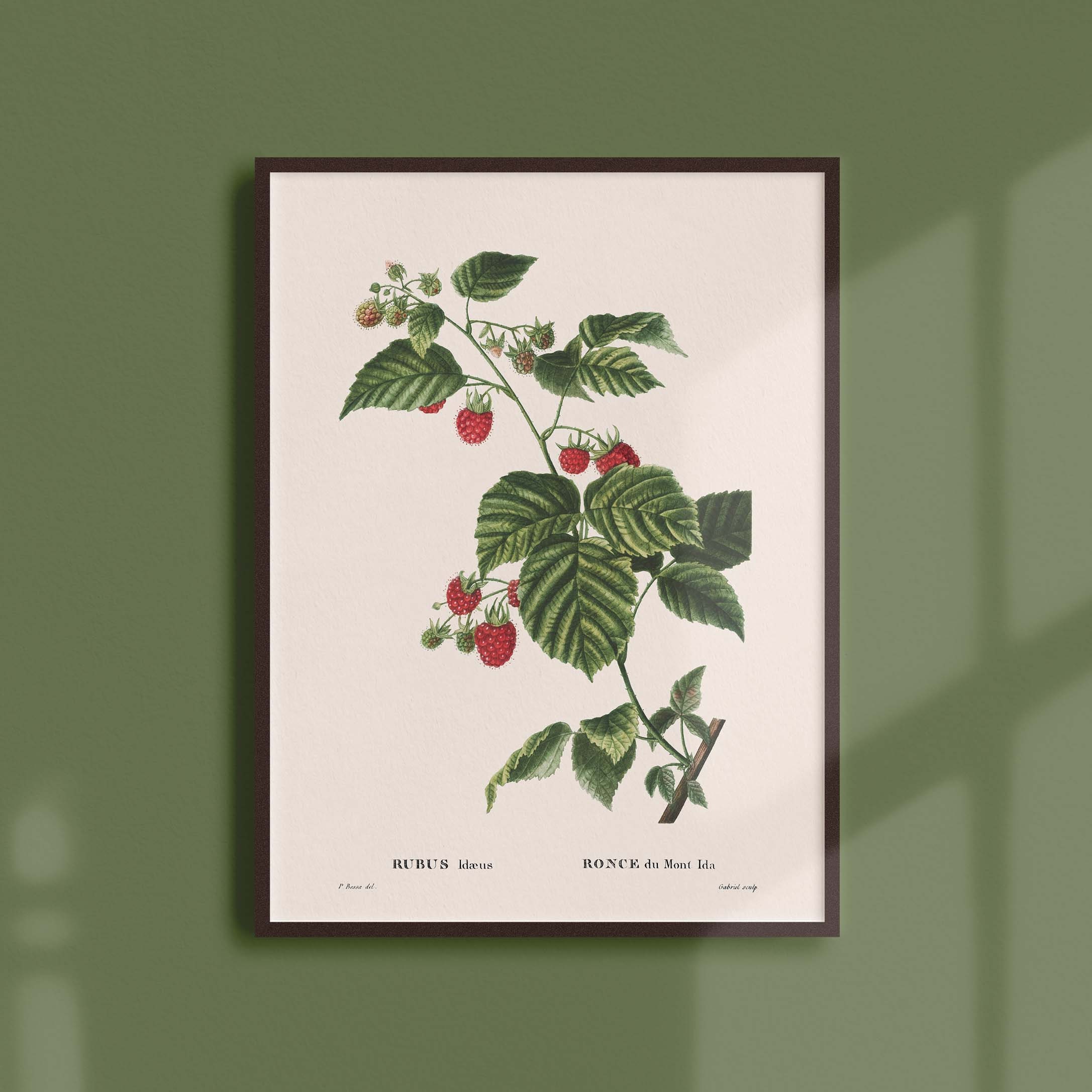 Affiche Botanique Vintage - Arbres et Arbustes Ronce Du Mont Ida