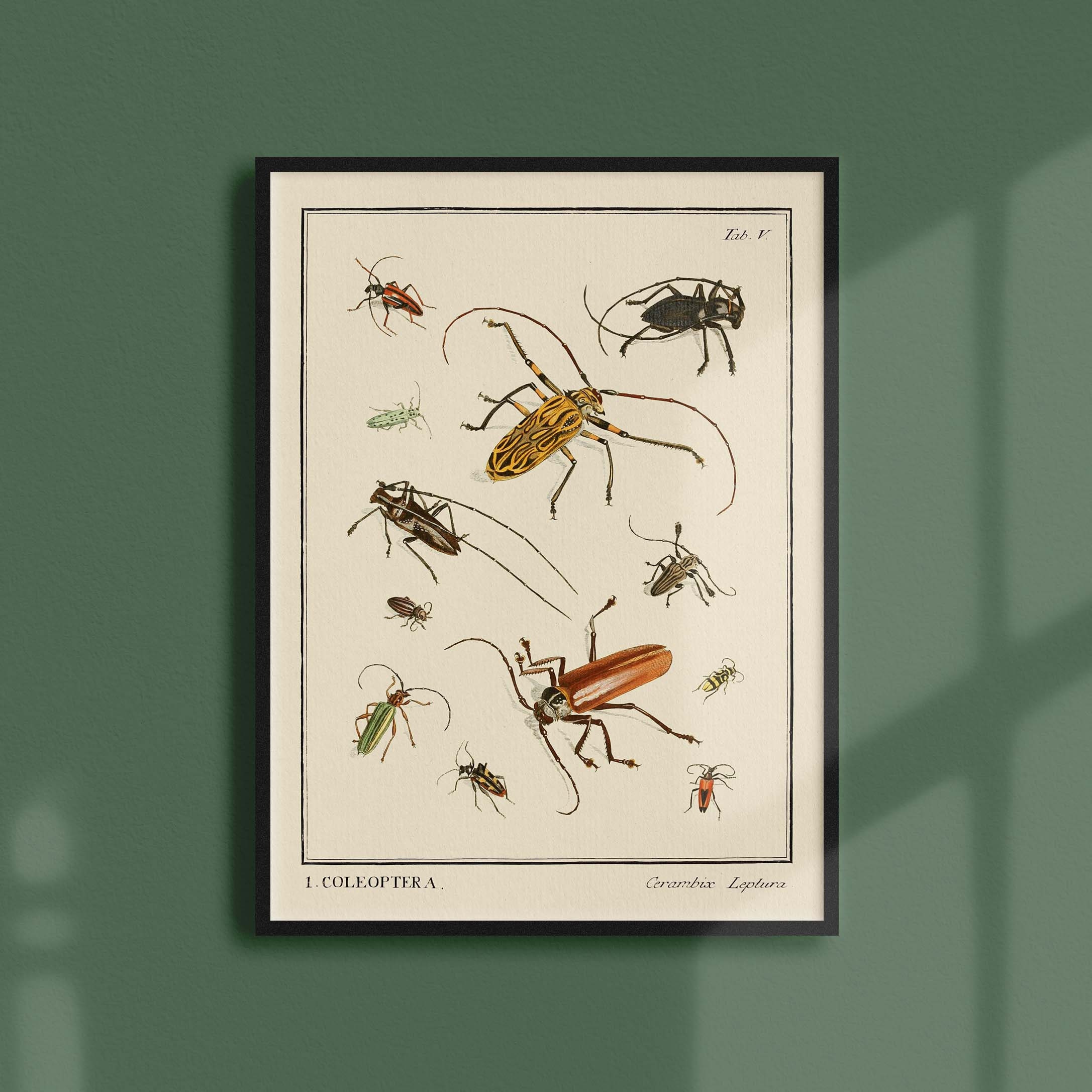 Affiche Entomologique Ancienne - Insectes Coleoptera 2