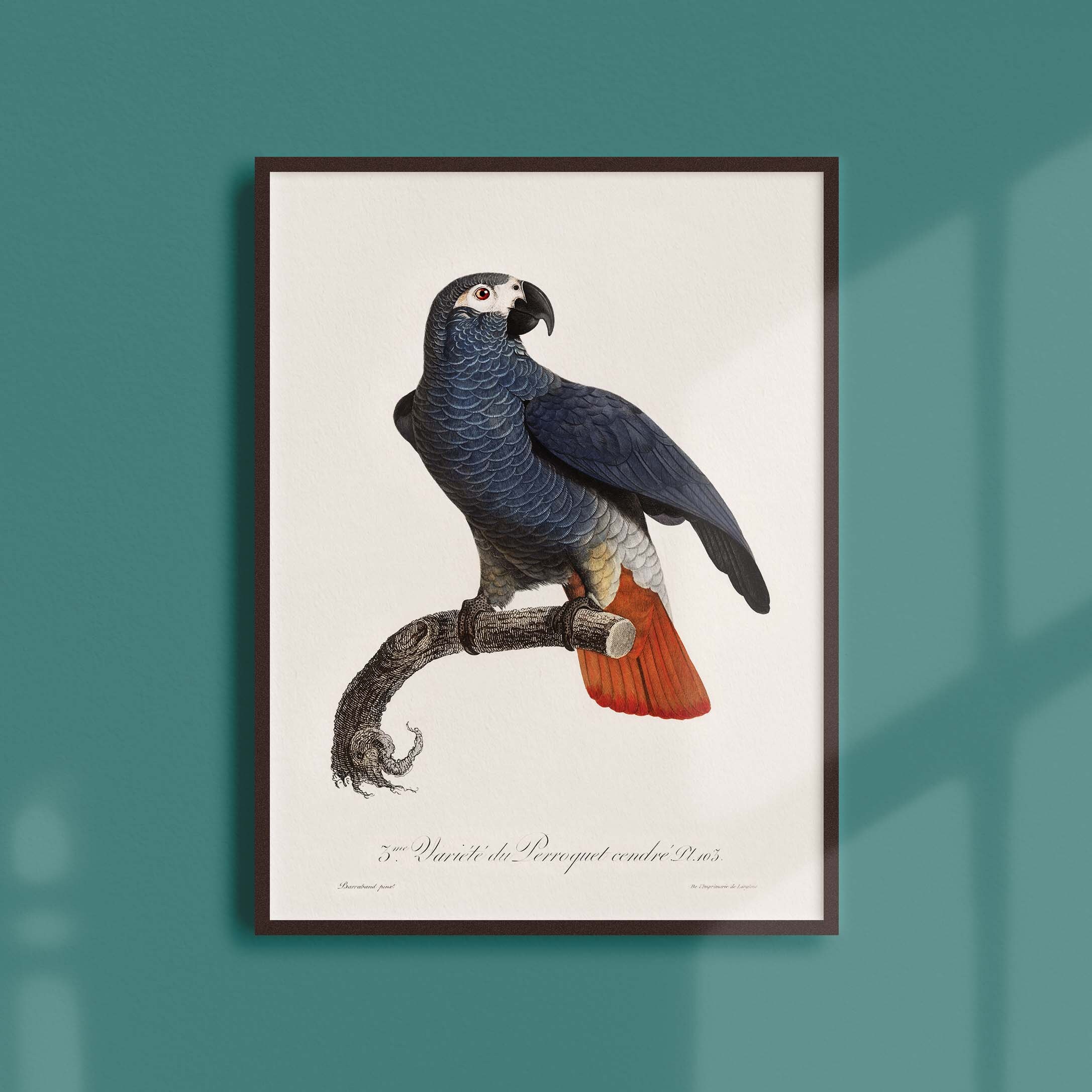 Affiche Naturaliste Vintage - Ornithologie Le Perroquet Cendré