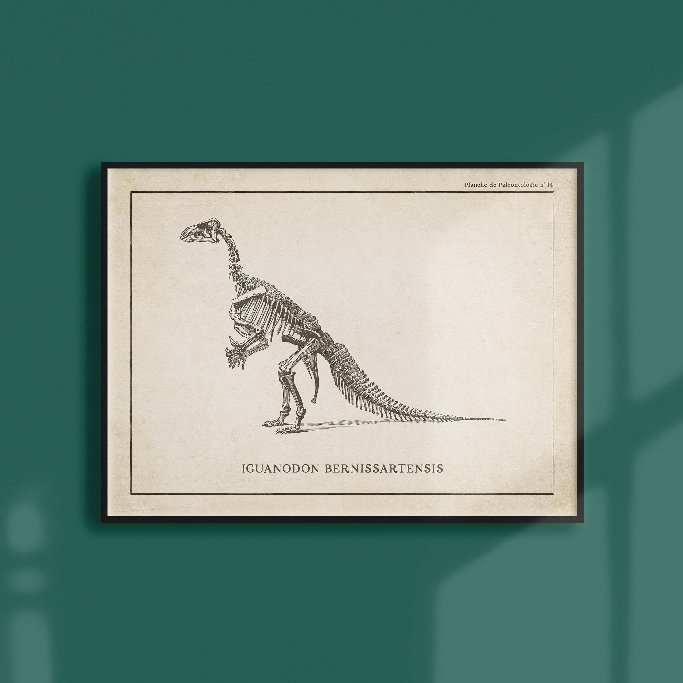 Affiche Dinosaure Vintage - Paléontologie Squelette d'iguanodon