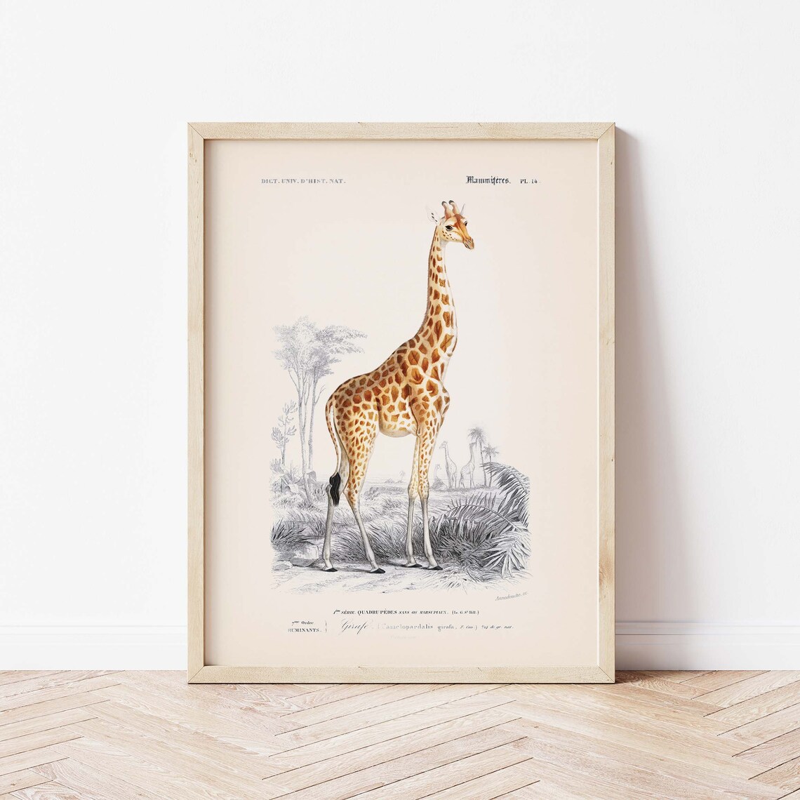 Vintage Naturalist Poster Zoology the Giraffe Etsy New Zealand